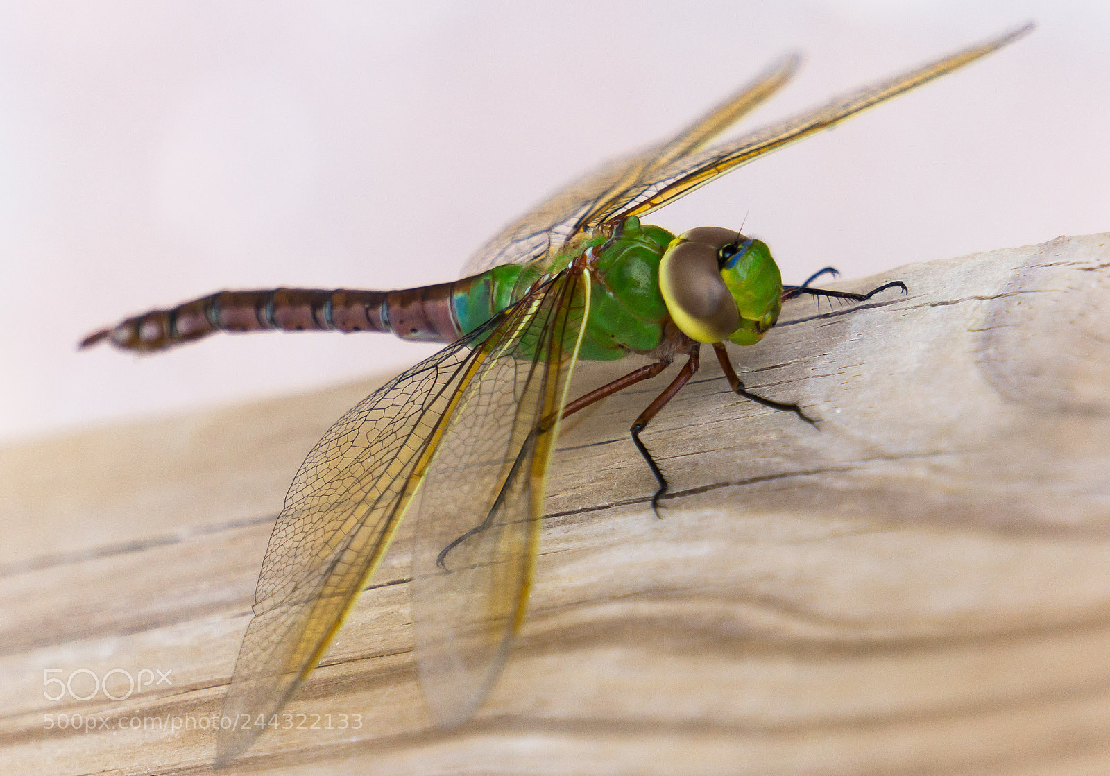 Sony Alpha NEX-5N sample photo. Those darned dragonflies photography