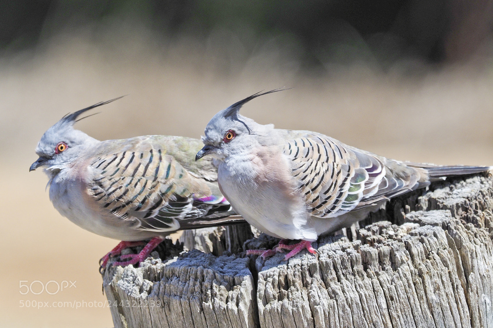 Olympus OM-D E-M1 Mark II sample photo. A pigeon pair photography