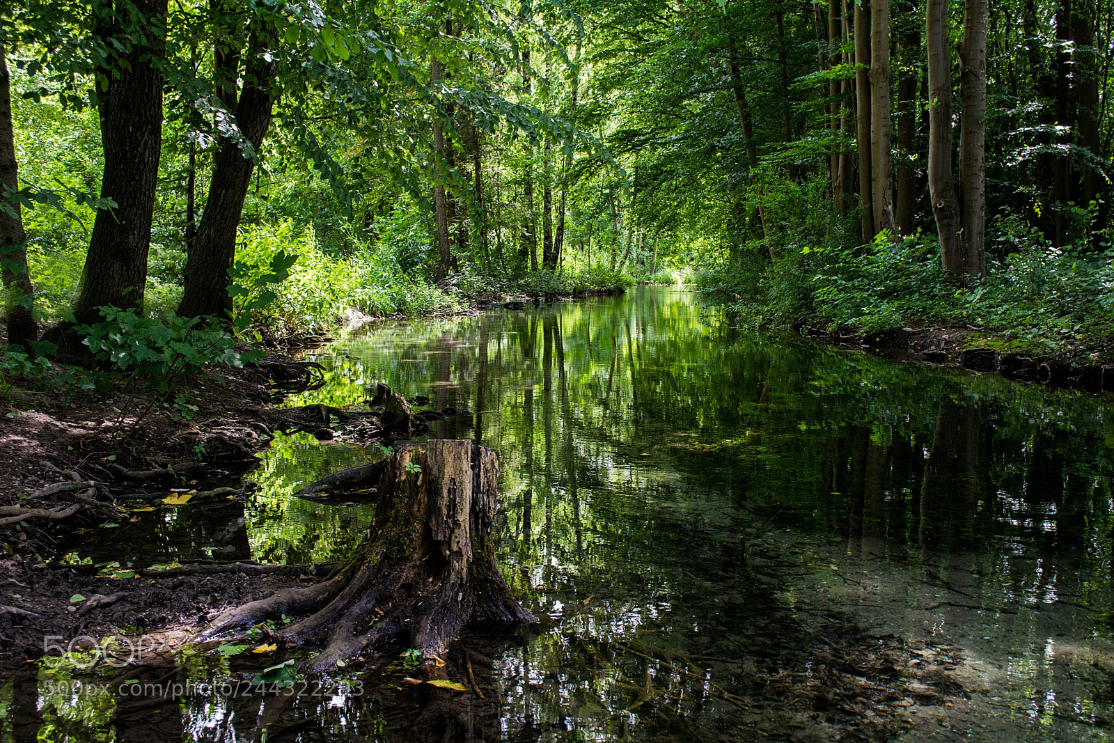 Nikon D7100 sample photo. Summer in the forest.... photography