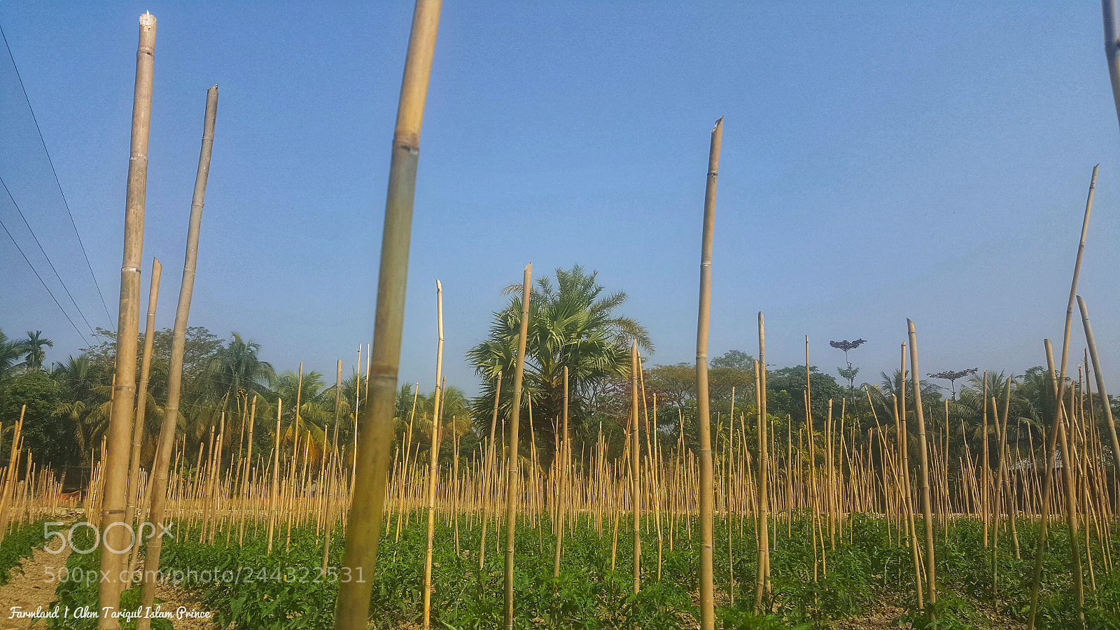 Samsung GALAXY S6 edge sample photo. Farmland photography