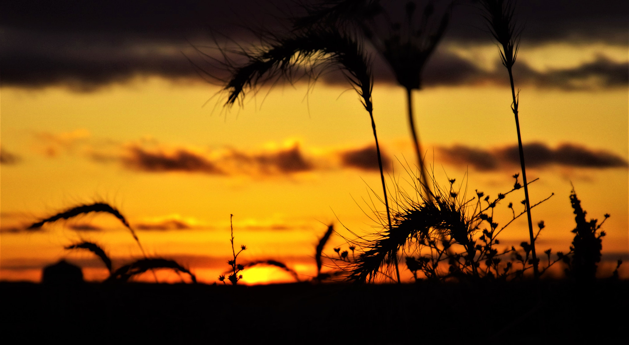 Fujifilm FinePix S4830/Walmart sample photo. Sunset daydream photography