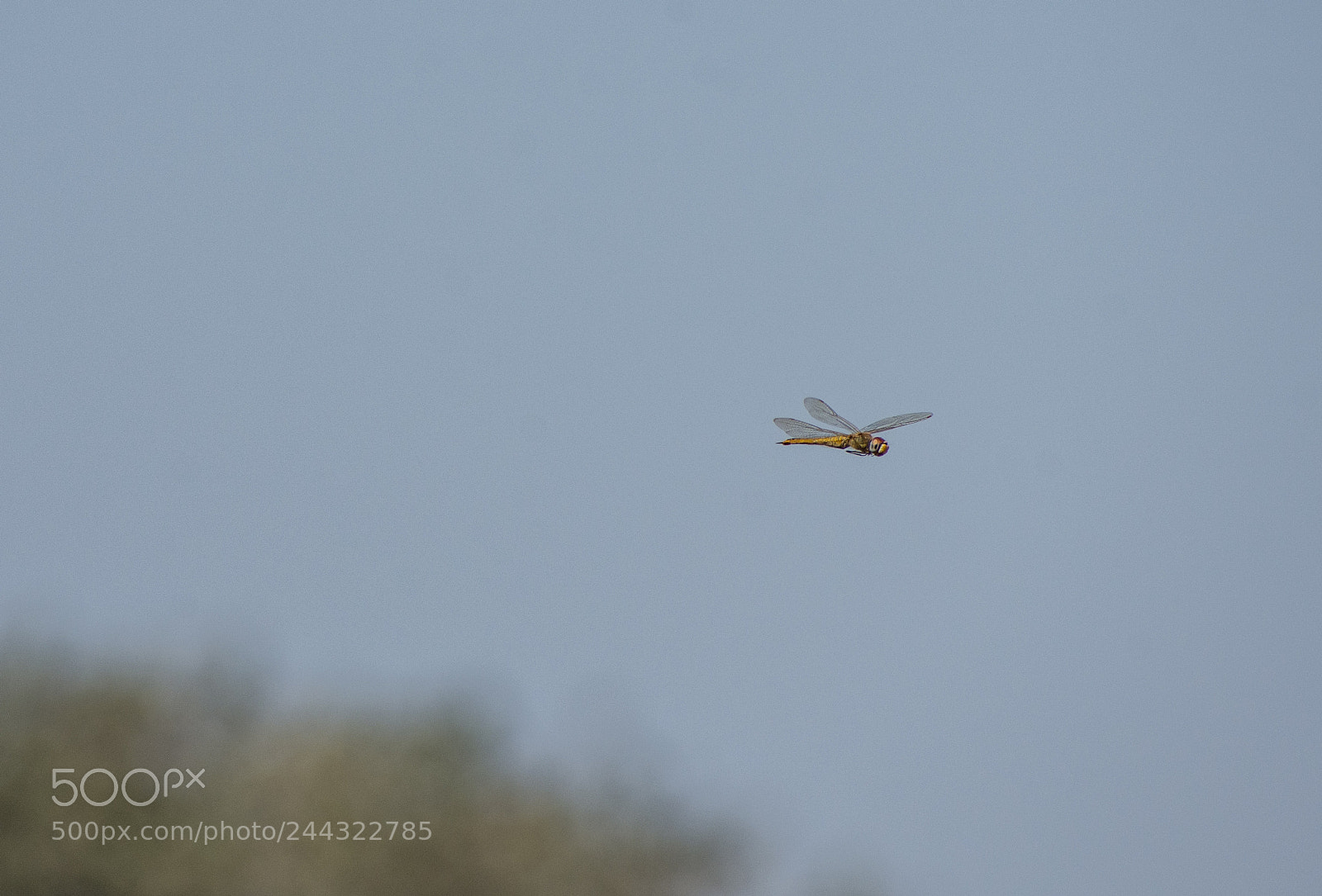 Nikon D7200 sample photo. Dragonfly in flight... photography