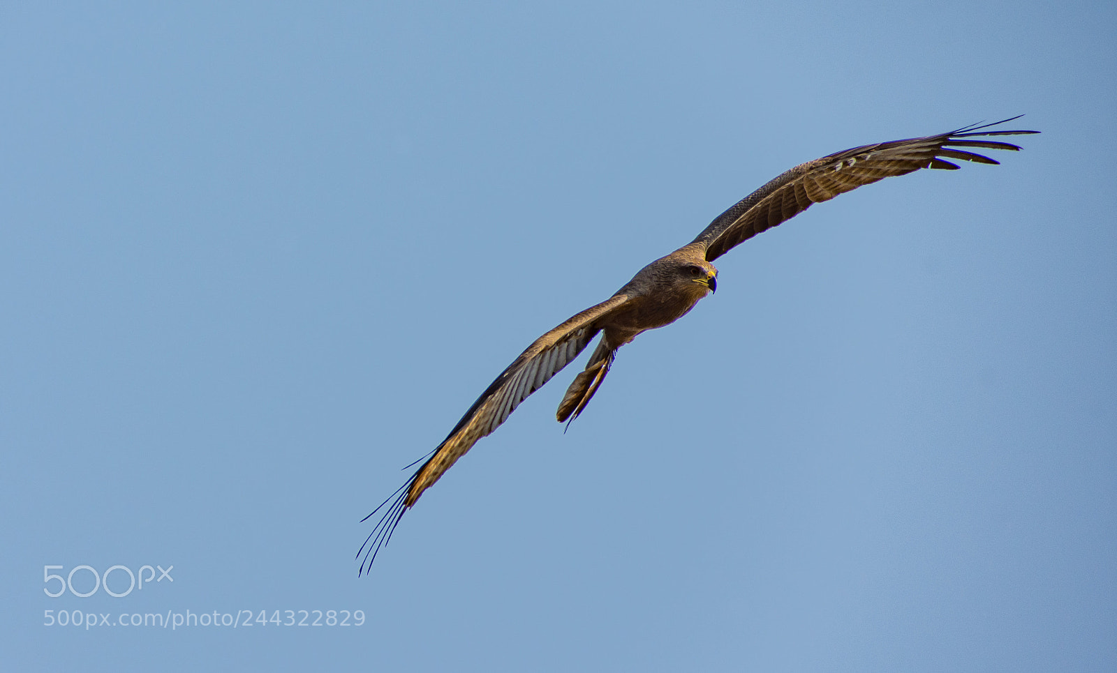 Nikon D7200 sample photo. Kite dive... photography