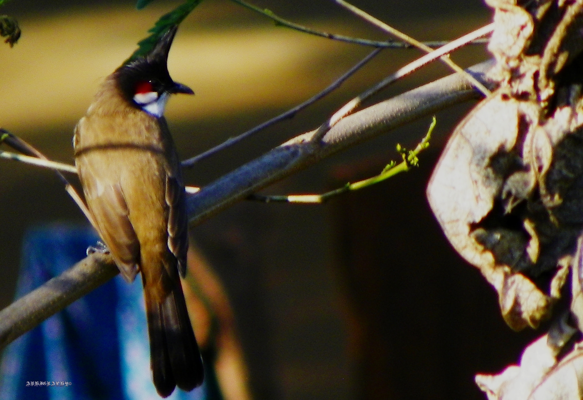 Kodak EasyShare Z981 sample photo. Bulbul bird photography