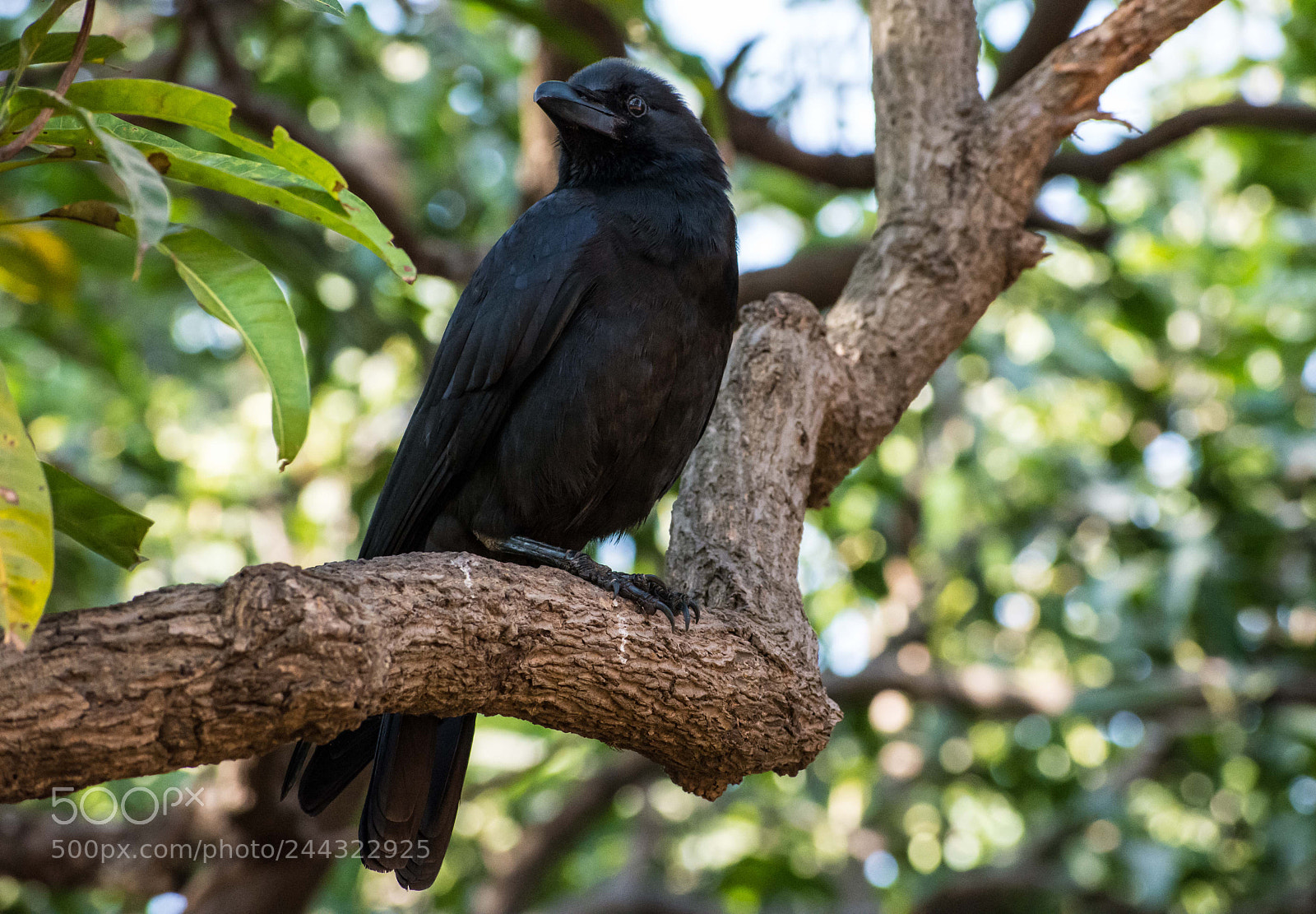 Nikon D7200 sample photo. A raven from winterfell! photography