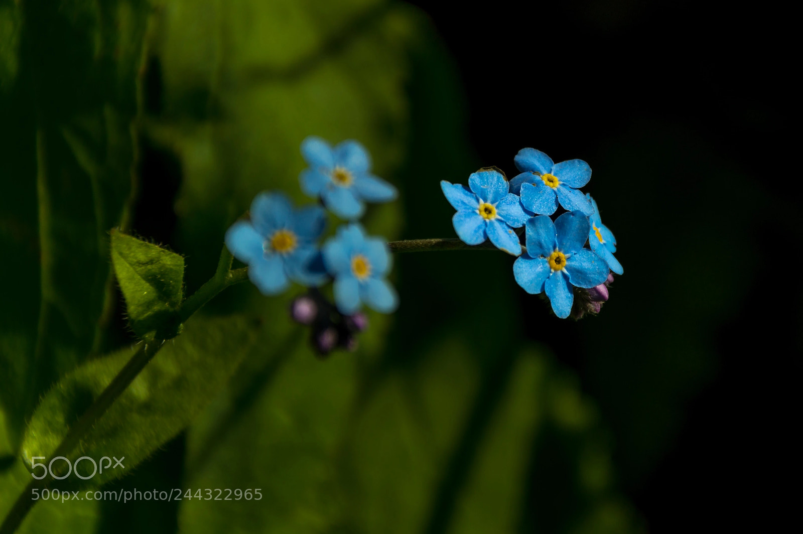 Nikon D3200 sample photo. Blue flower photography