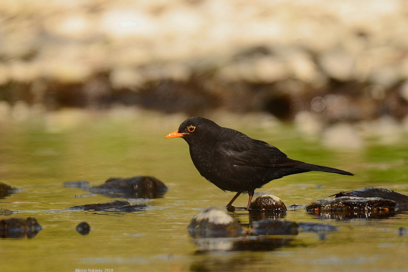 Nikon D5100 sample photo. Common blackbird photography