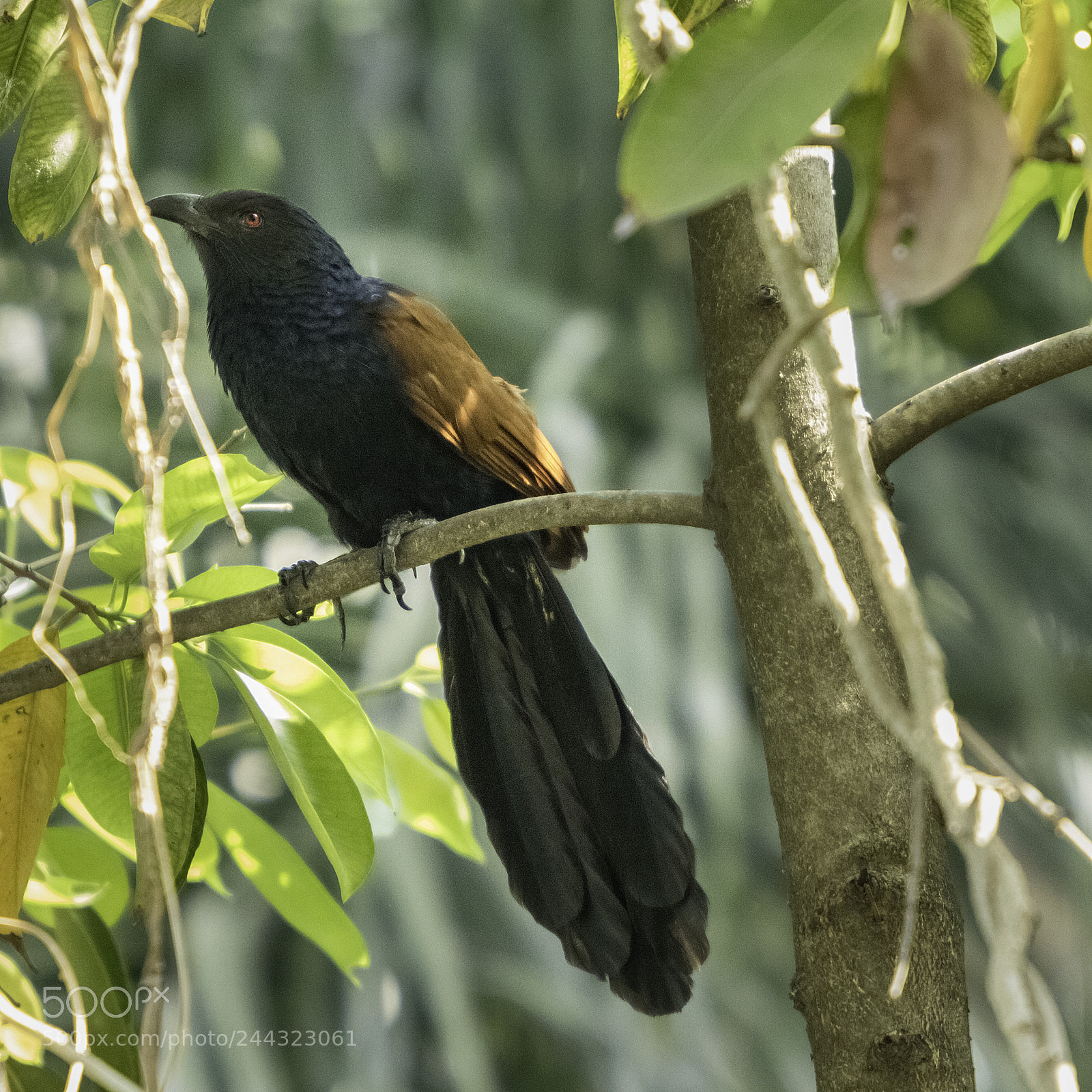 Canon EOS 7D Mark II sample photo. The greater coucal photography