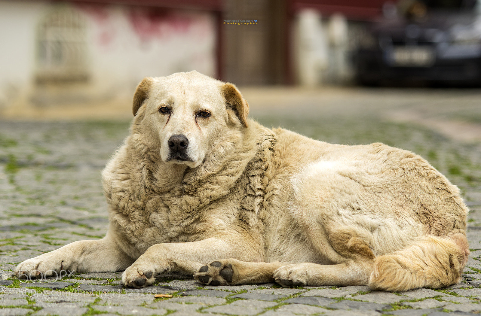 Pentax K-3 II sample photo. A lonely lovely on photography