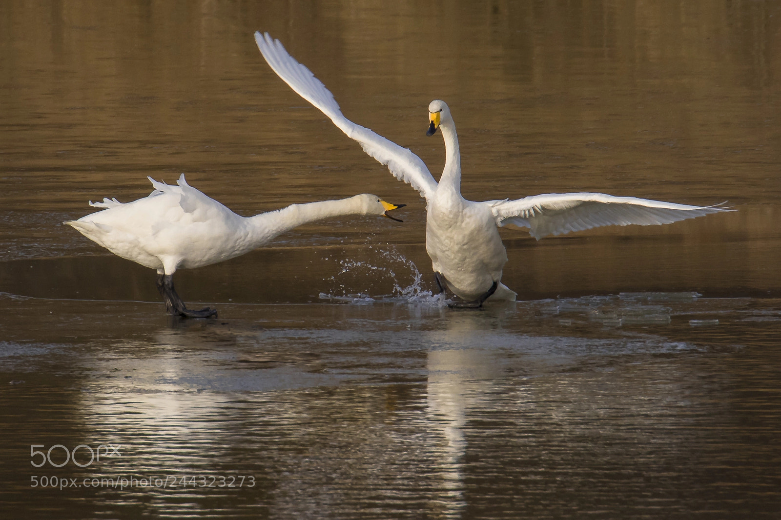 Canon EOS 7D Mark II sample photo. The real swan lake photography