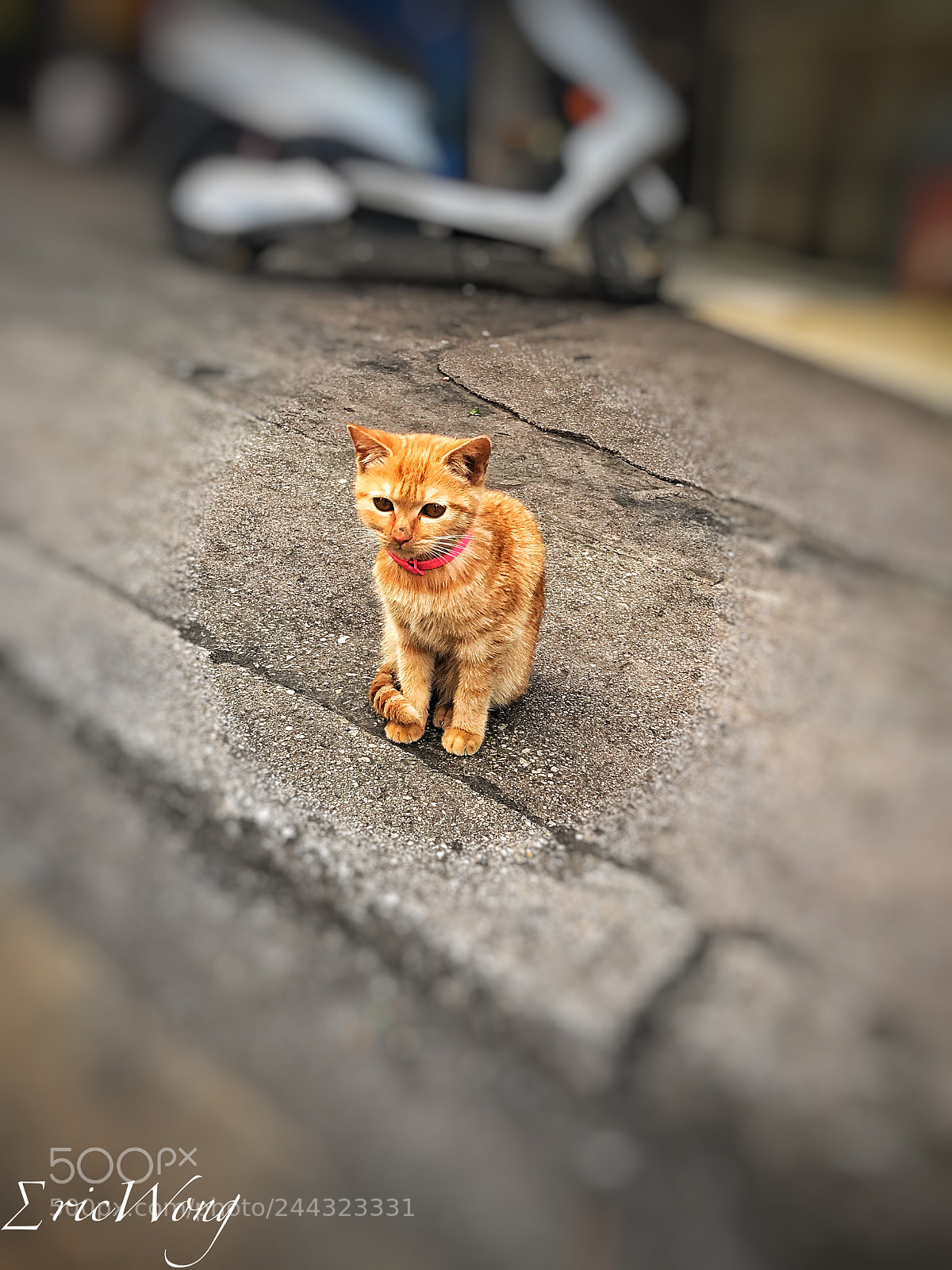 Apple iPhone 7 Plus sample photo. Morning cat? photography
