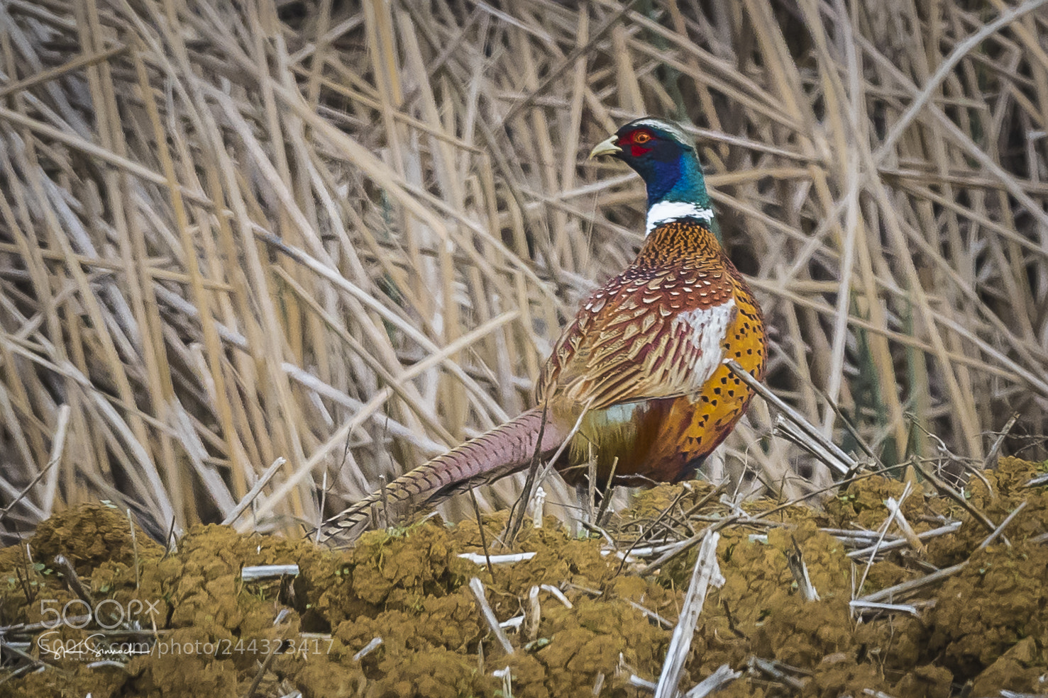 Nikon D850 sample photo. Ring neck pheasant photography