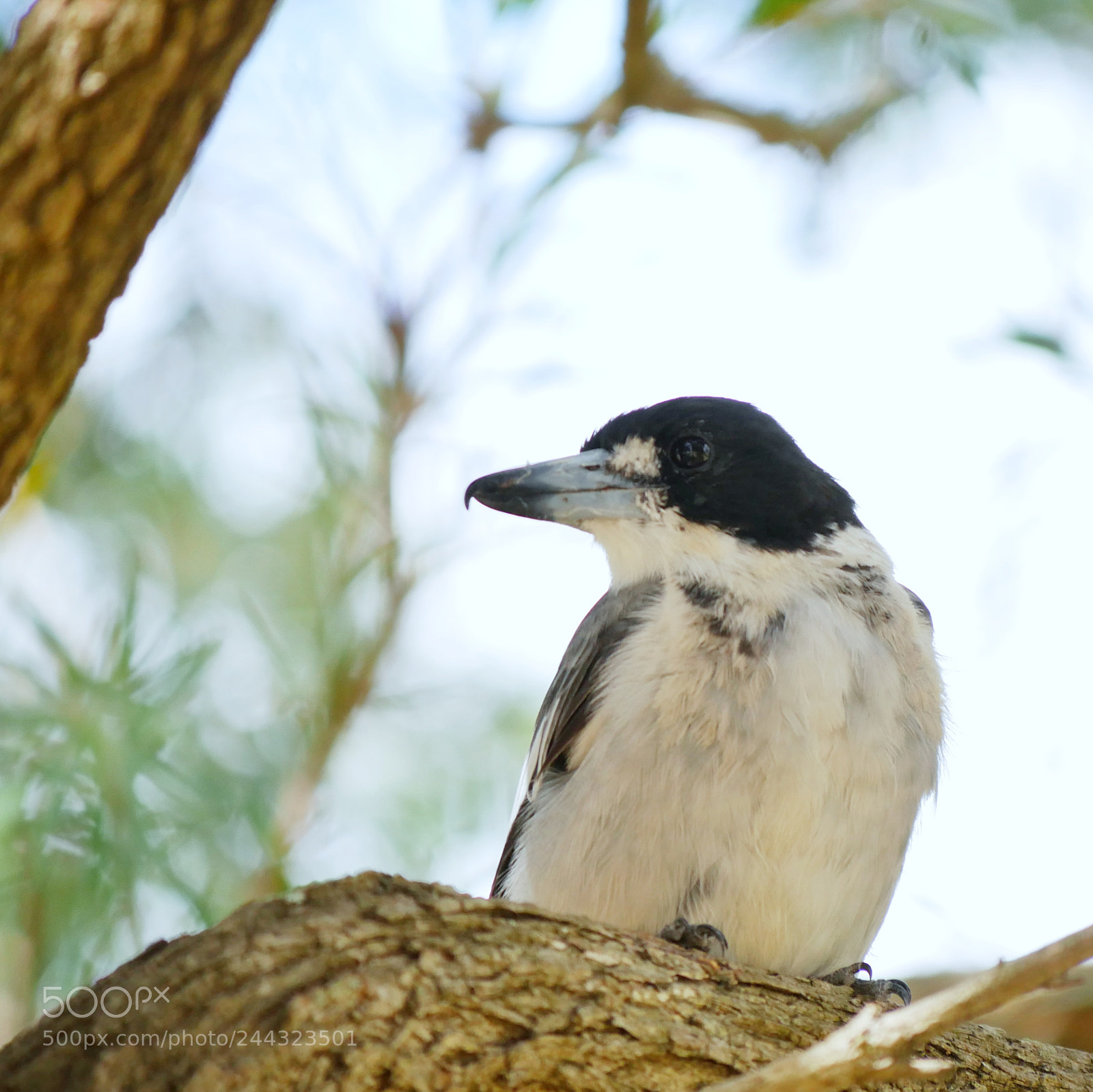 Panasonic Lumix DMC-G7 sample photo. Birb photography