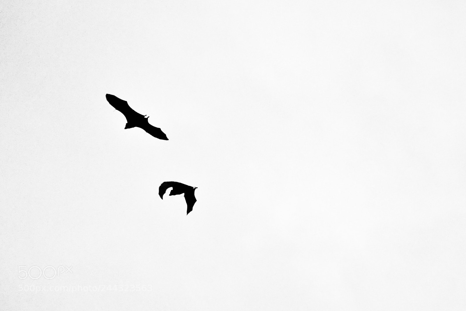 Panasonic Lumix DMC-G7 sample photo. Bats photography