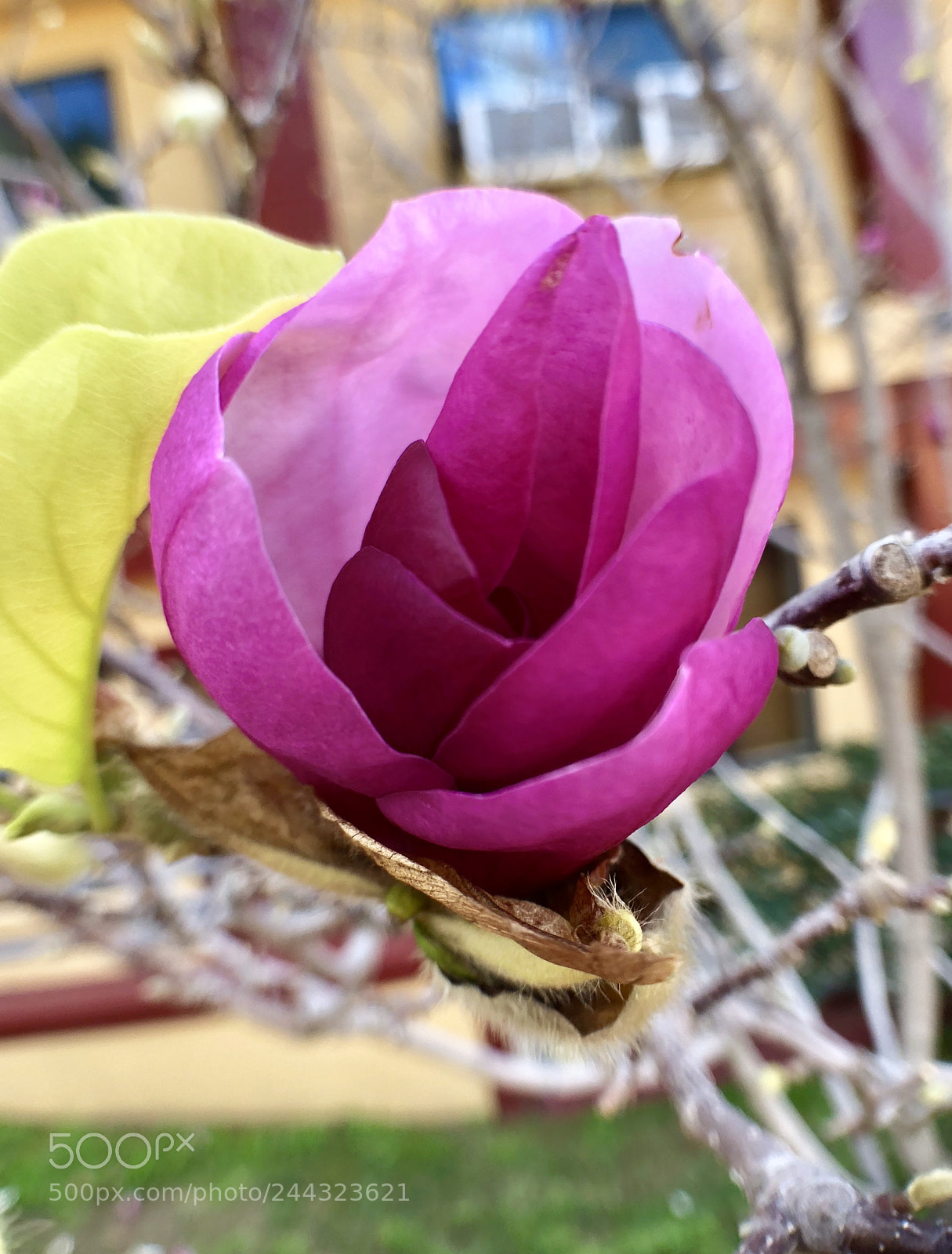 Apple iPhone 8 Plus sample photo. Pink photography