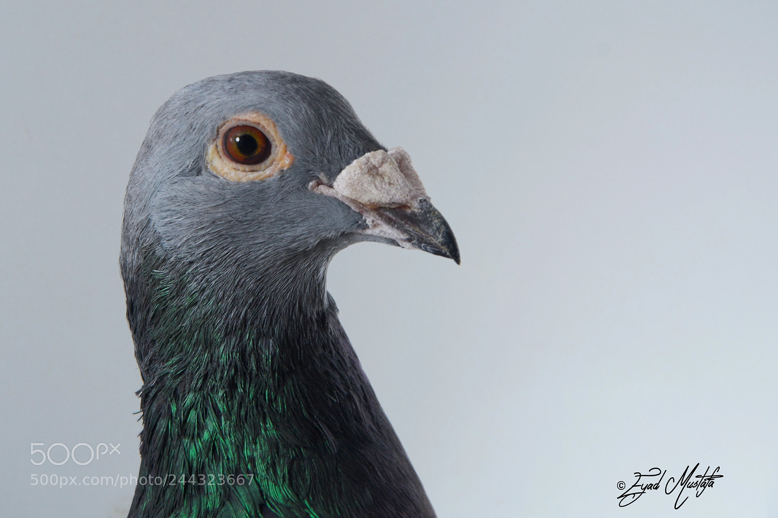 Nikon D7100 sample photo. Racing pigeon portrait ! photography