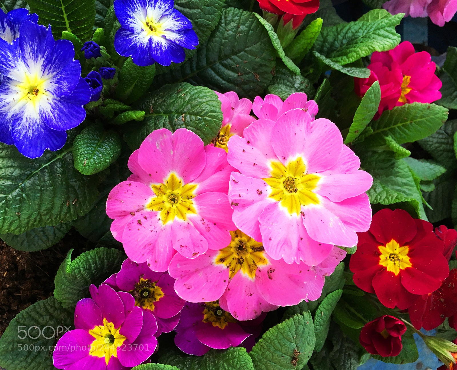 Apple iPhone 6s sample photo. Flowers photography
