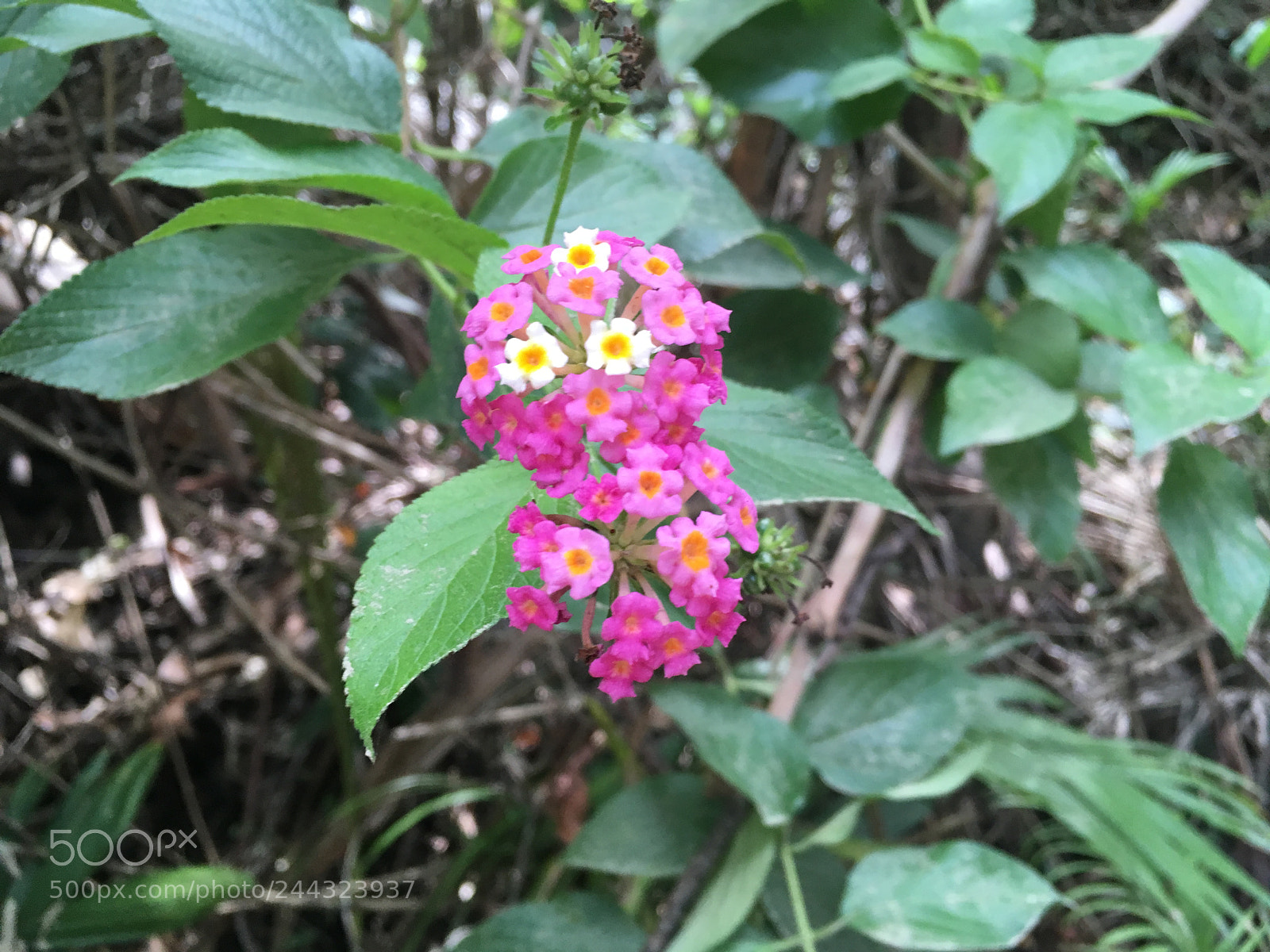 Apple iPhone SE sample photo. This is my first photography