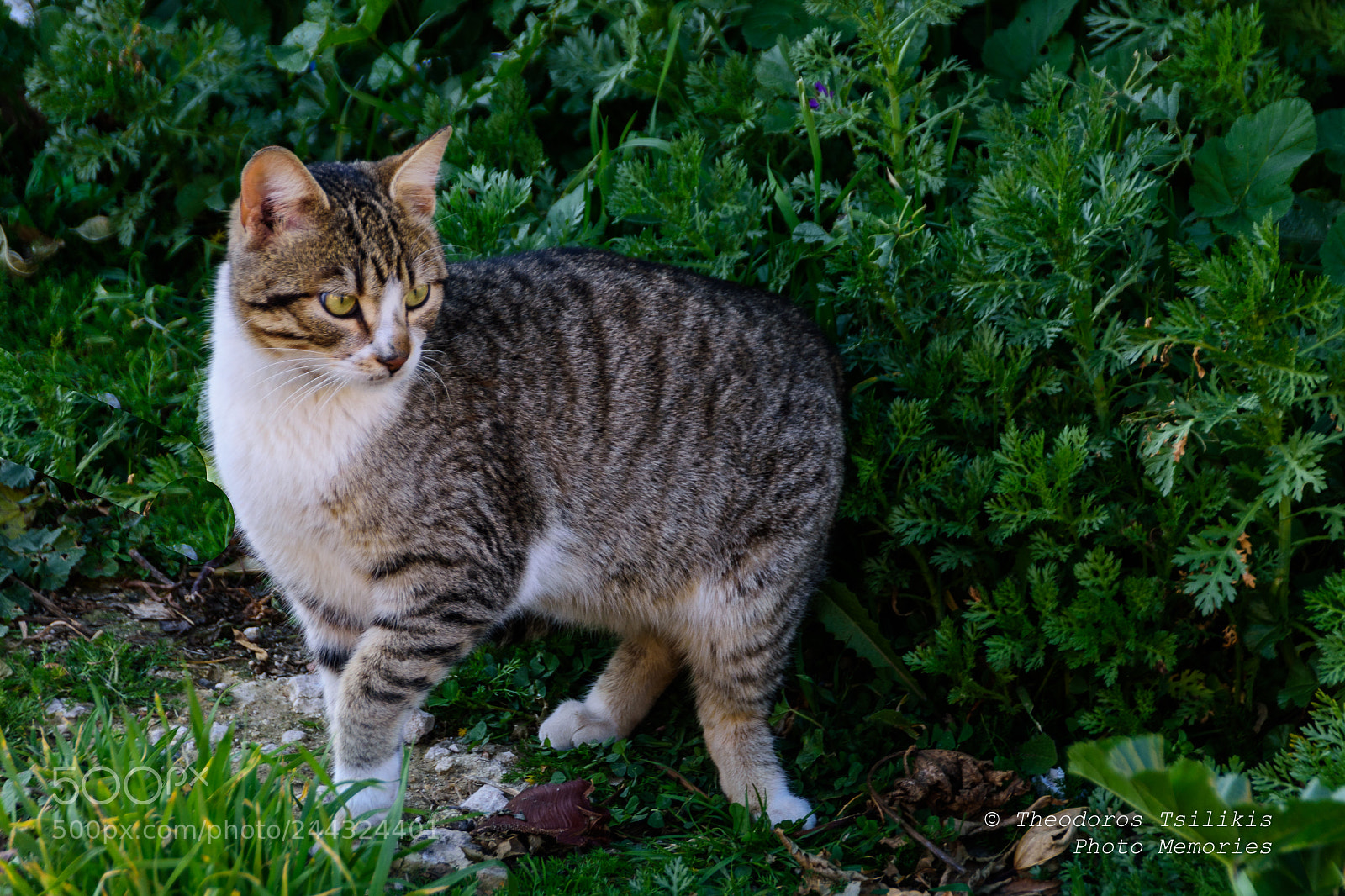 Nikon D7200 sample photo. Animals in nature photography