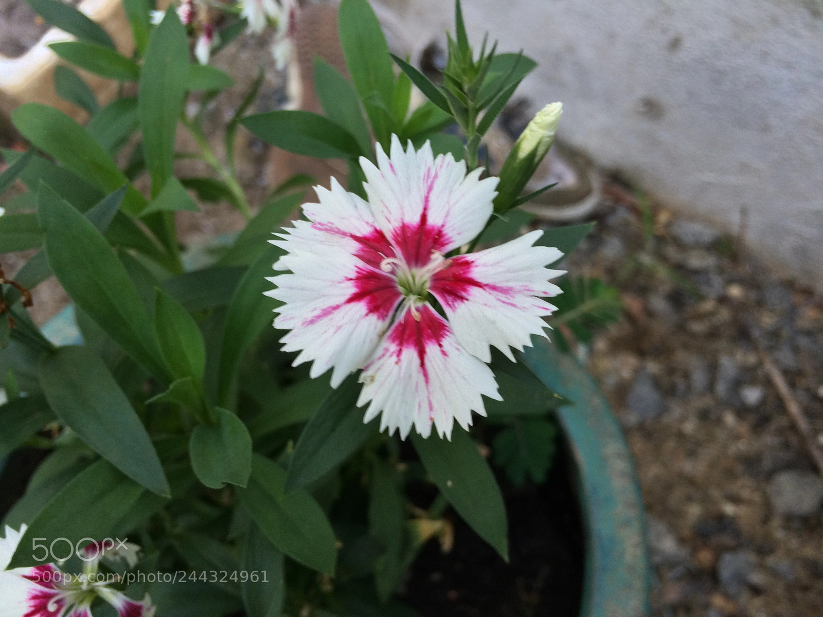 Apple iPhone 5s sample photo. Hoa photography