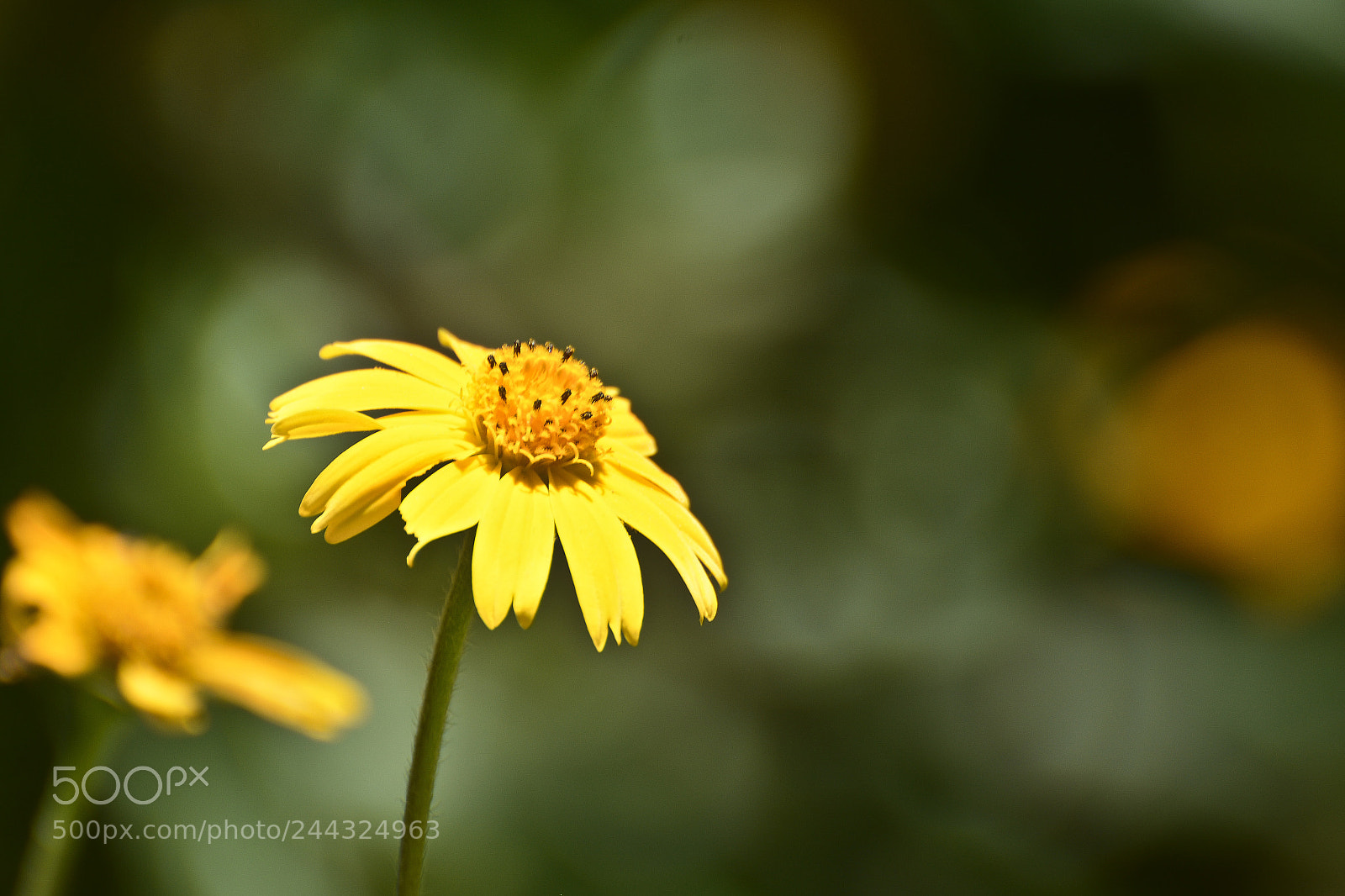 Nikon D7100 sample photo. Brilhos na natureza. photography