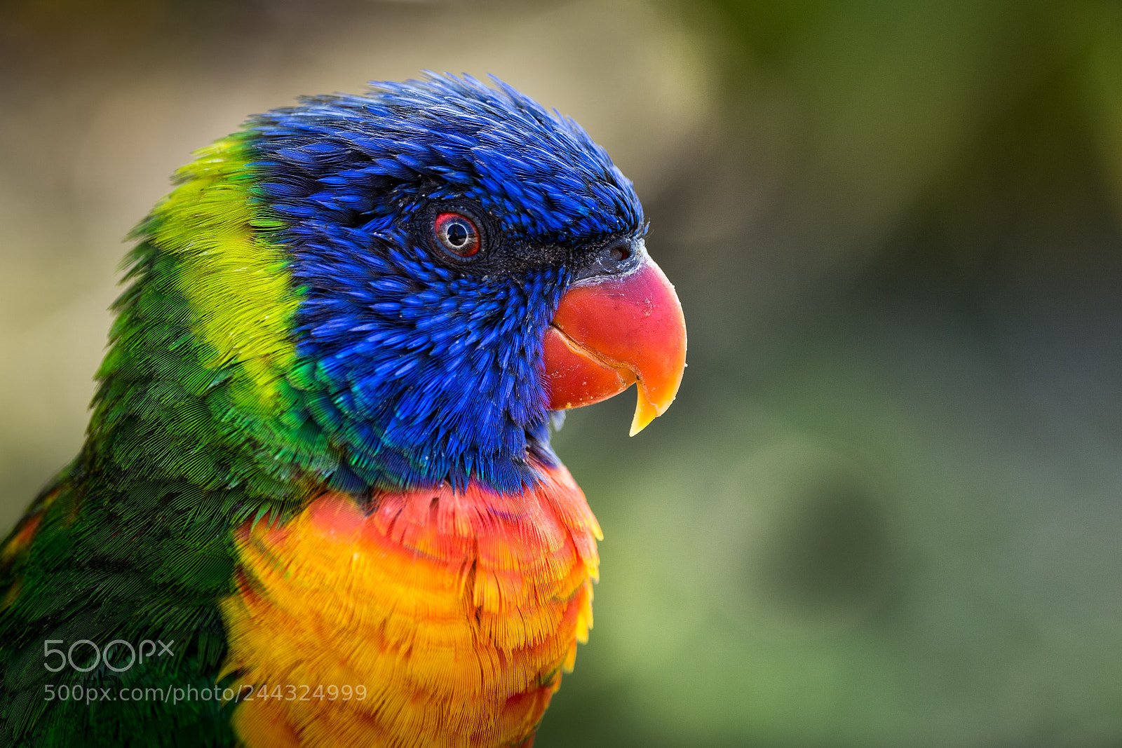 Nikon D7200 sample photo. Colourful photography