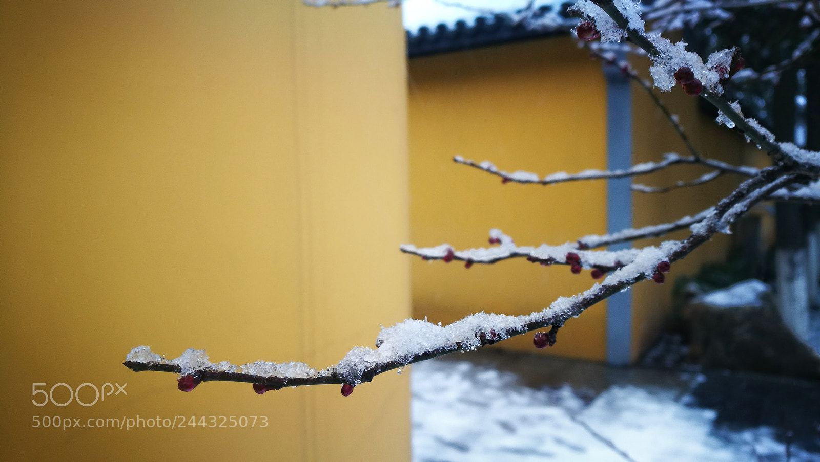 HUAWEI P9 sample photo. 雪梅 photography