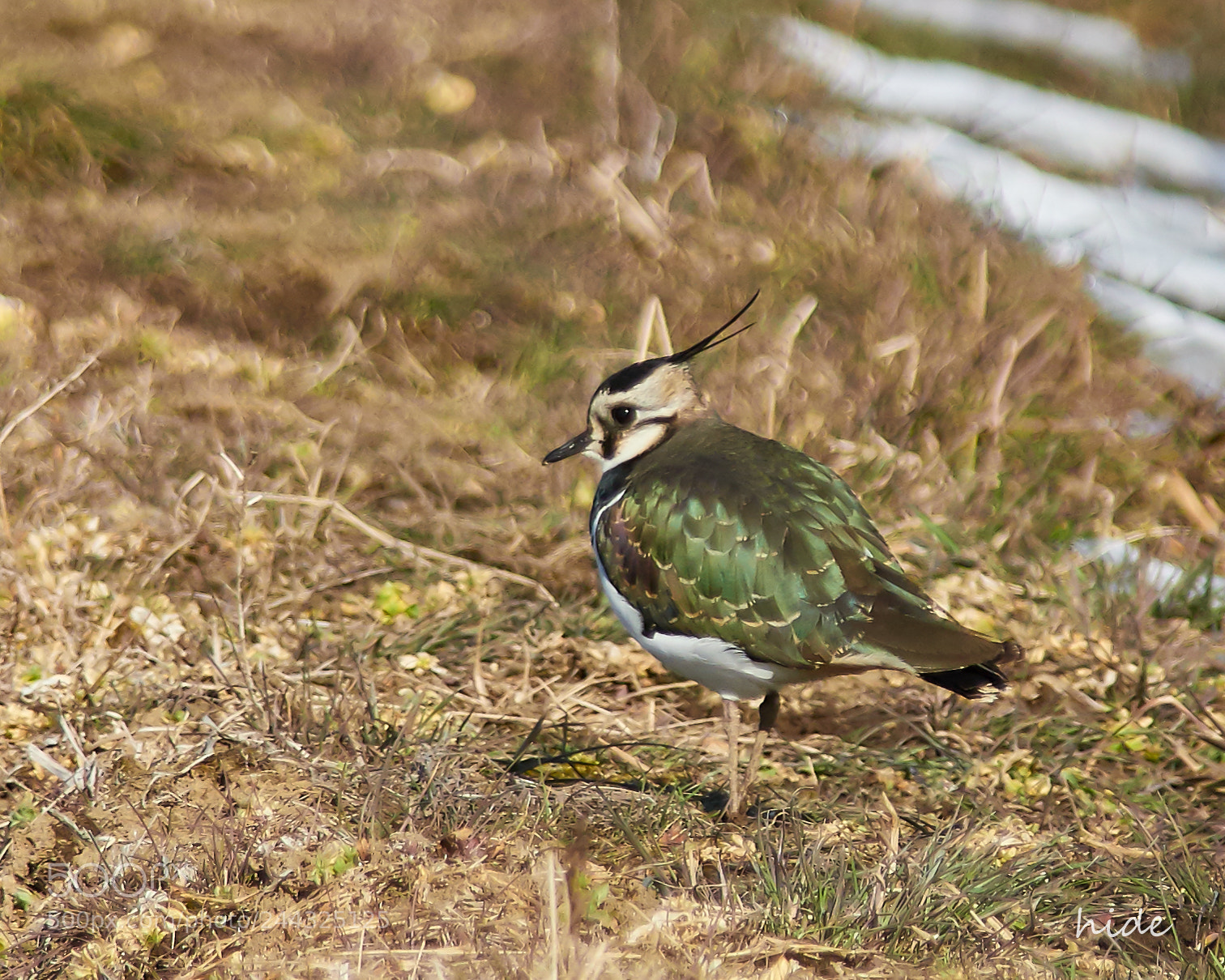 Nikon D500 sample photo. Lapwing photography
