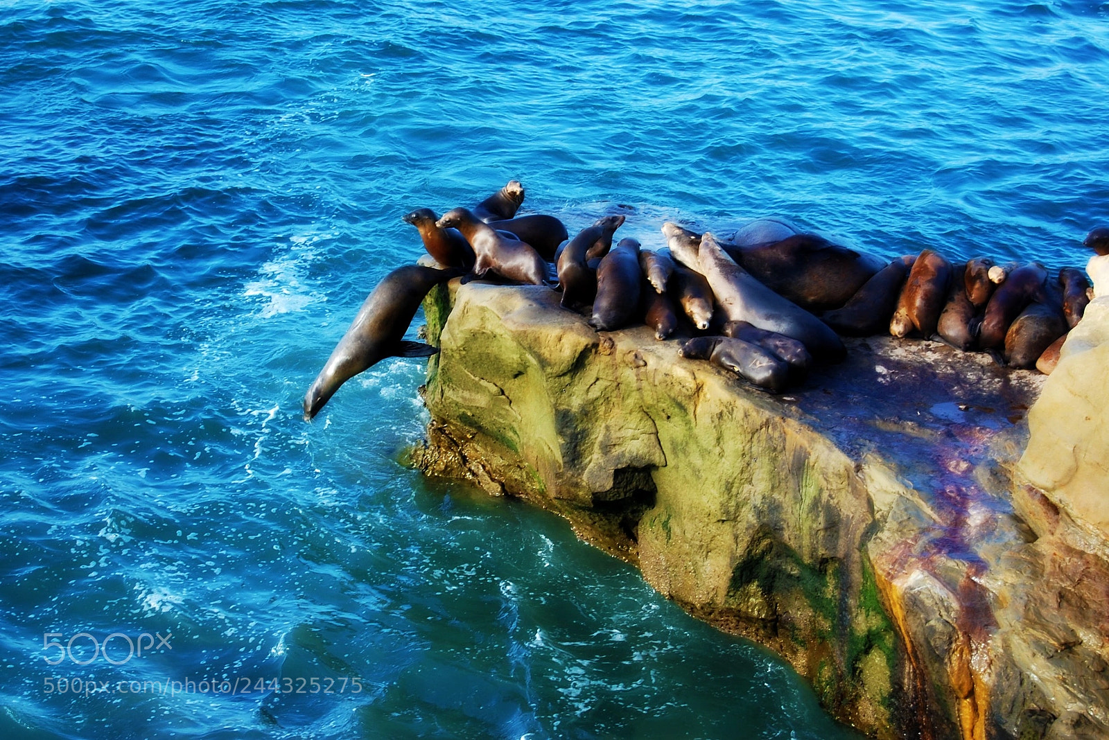 Nikon D40 sample photo. Diving seal photography