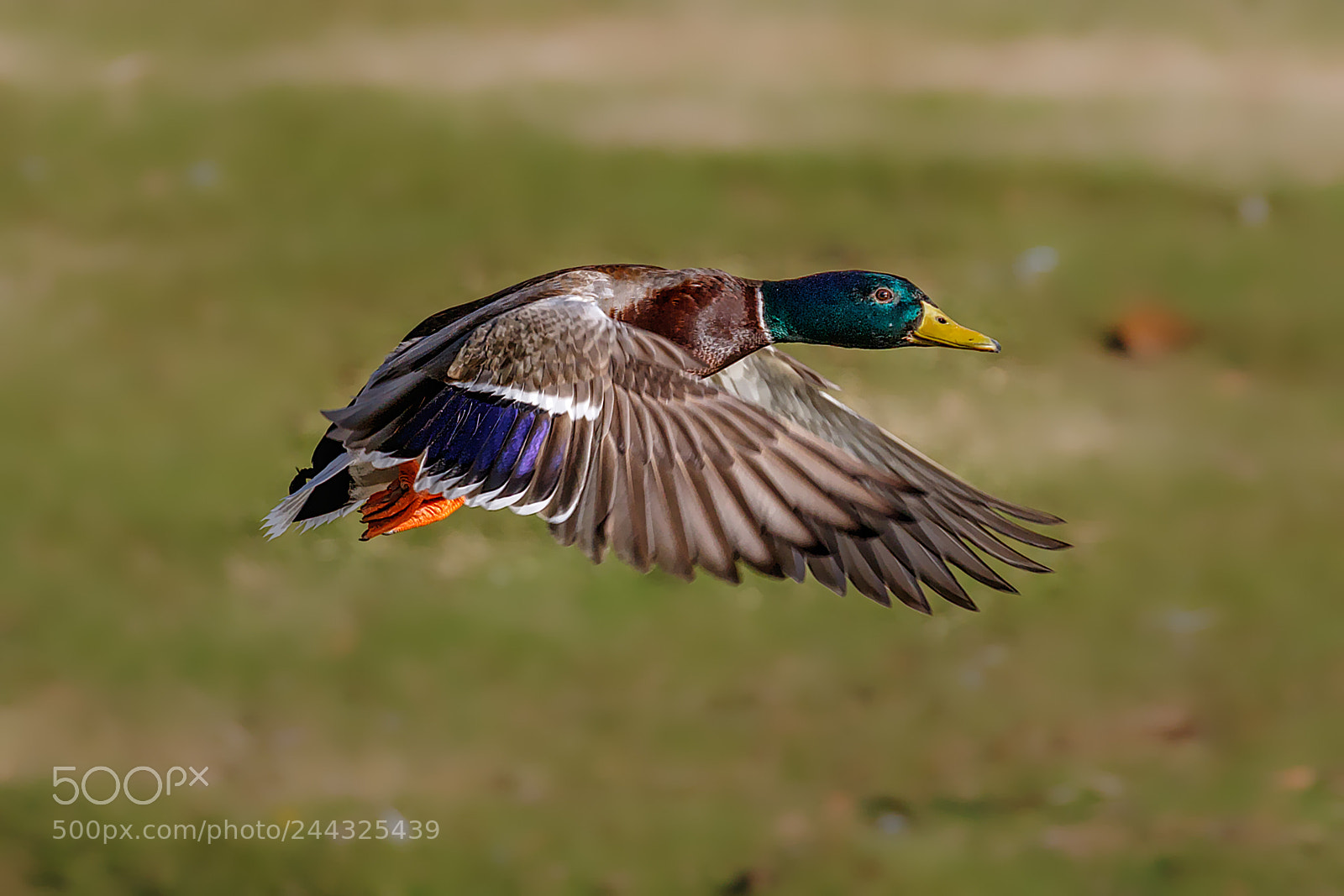 Canon EOS 7D Mark II sample photo. Mallard in flight photography
