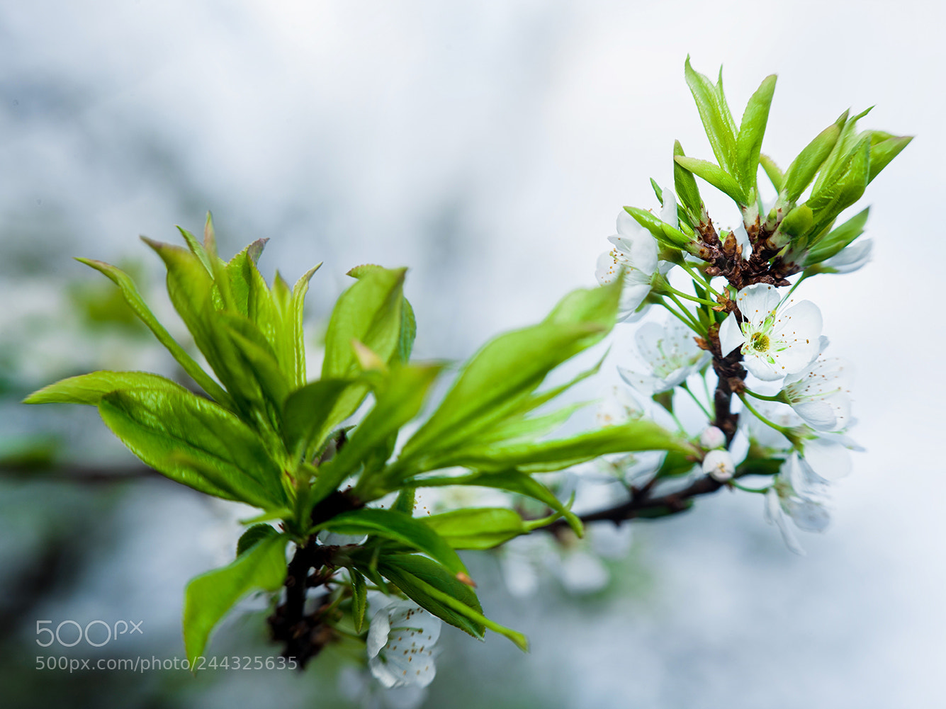 Canon EOS-1Ds Mark III sample photo. 2225592.jpg photography