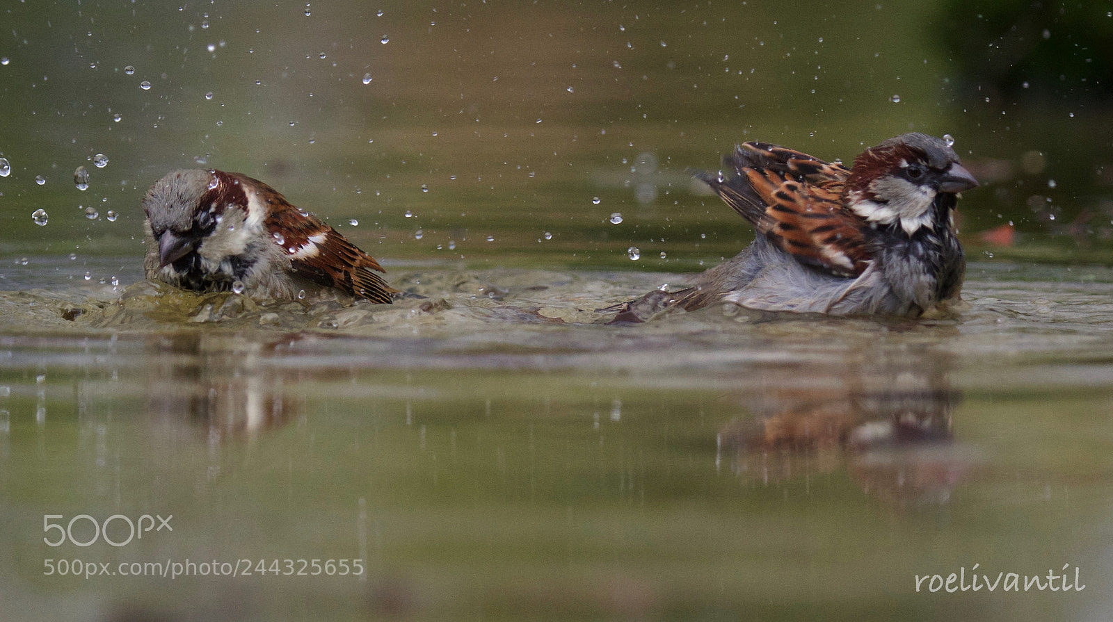 Nikon D500 sample photo. Bathing house sparrows photography