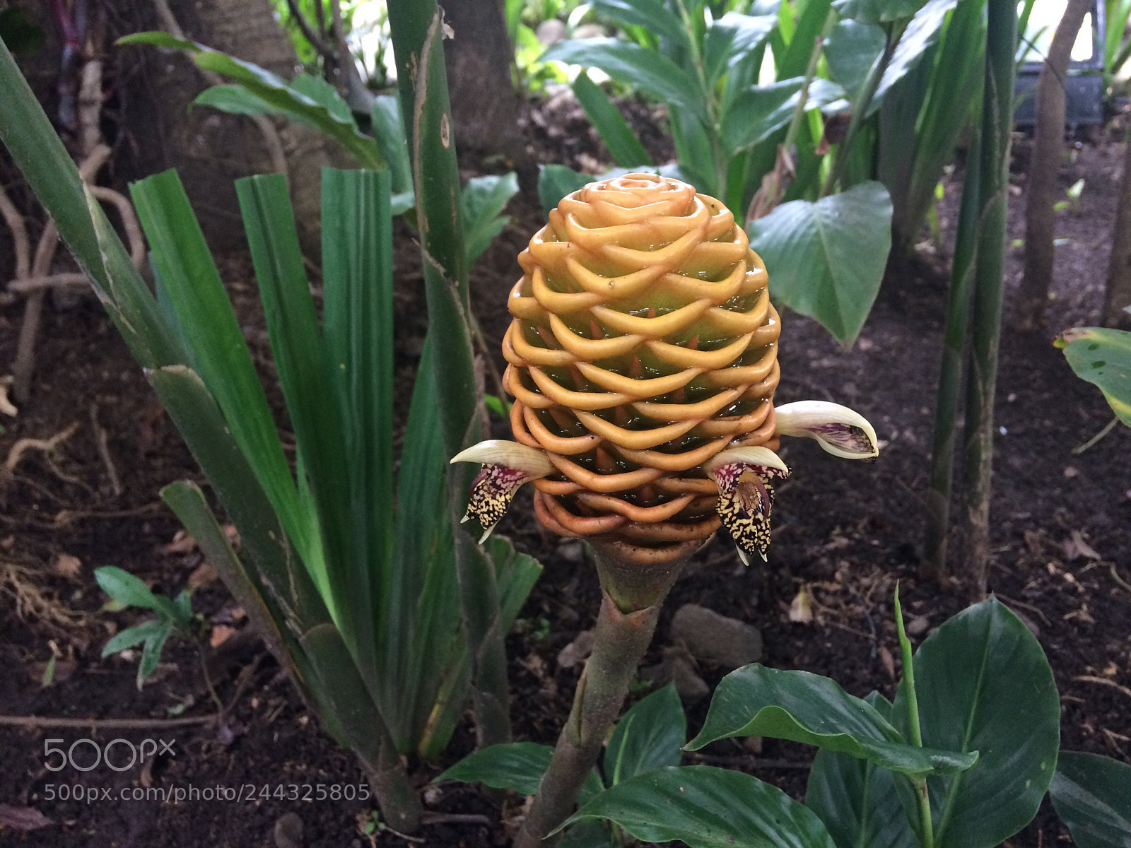 Apple iPhone 5s sample photo. #nature #flower photography