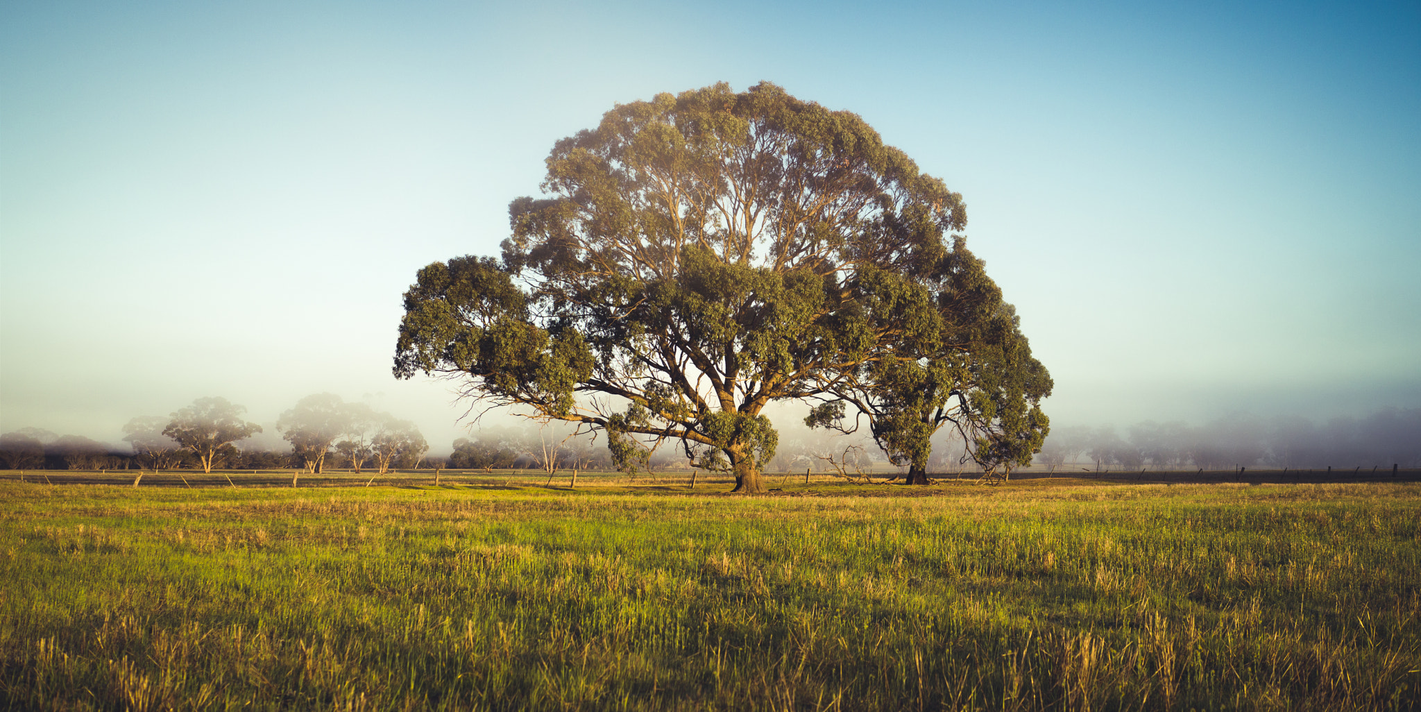 Panasonic Lumix DMC-GH2 sample photo. Gum tree in field photography