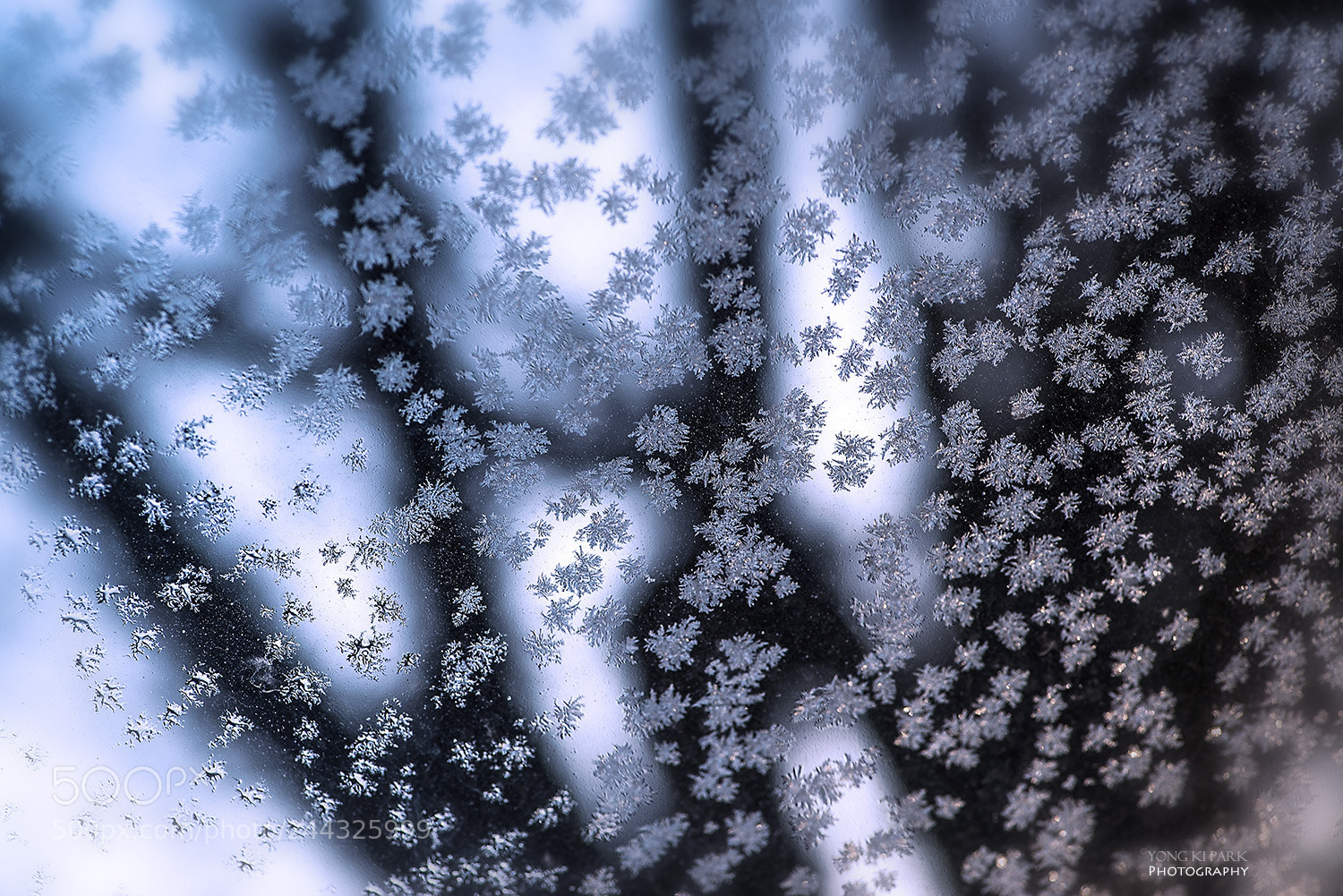 Pentax K-1 sample photo. Winter flower photography
