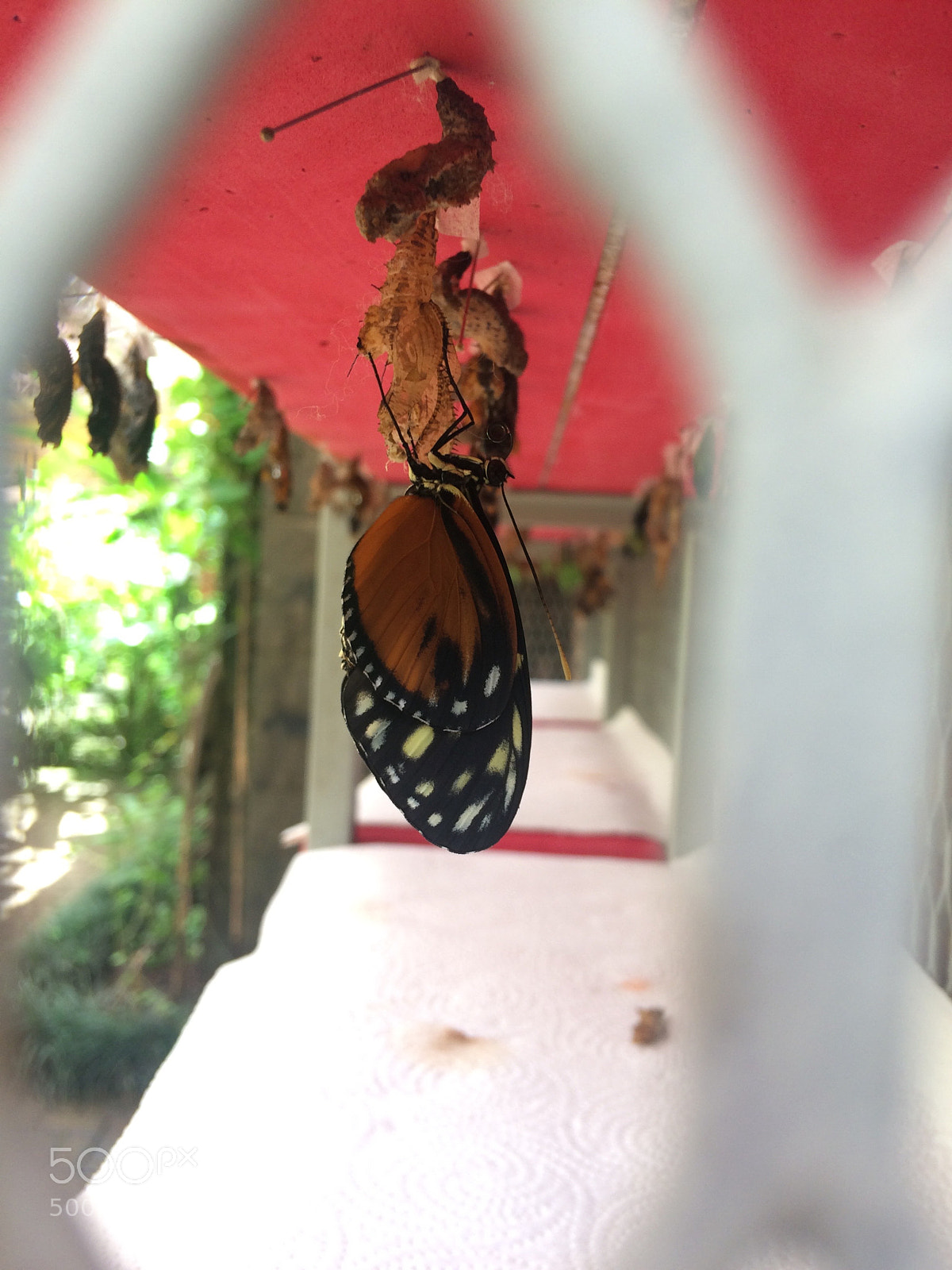 Apple iPhone 5s sample photo. Untitled photography