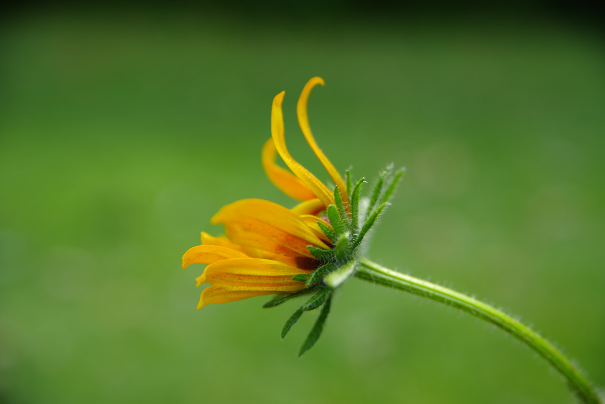 Pentax K-1 sample photo. Flower photography