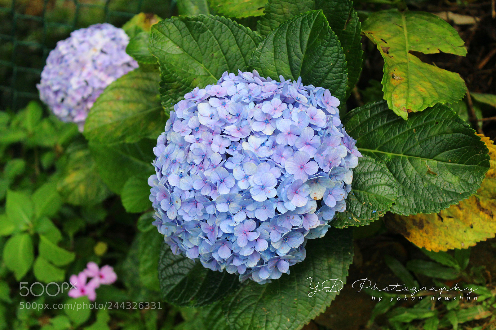 Canon EOS 1200D (EOS Rebel T5 / EOS Kiss X70 / EOS Hi) sample photo. #purple #flower photography