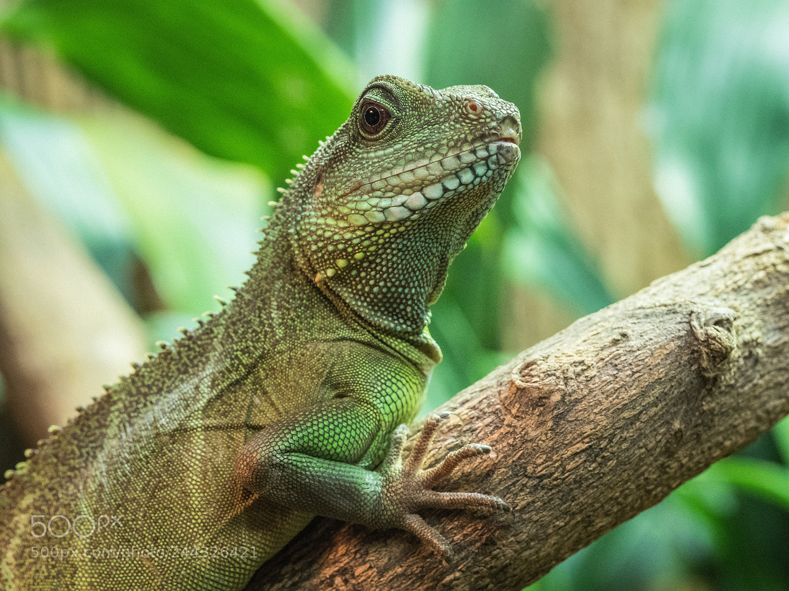 Olympus OM-D E-M5 II sample photo. Green day photography