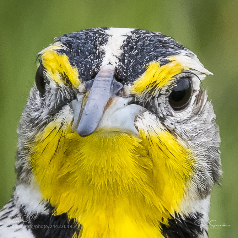 Nikon D850 sample photo. Western meadowlark photography