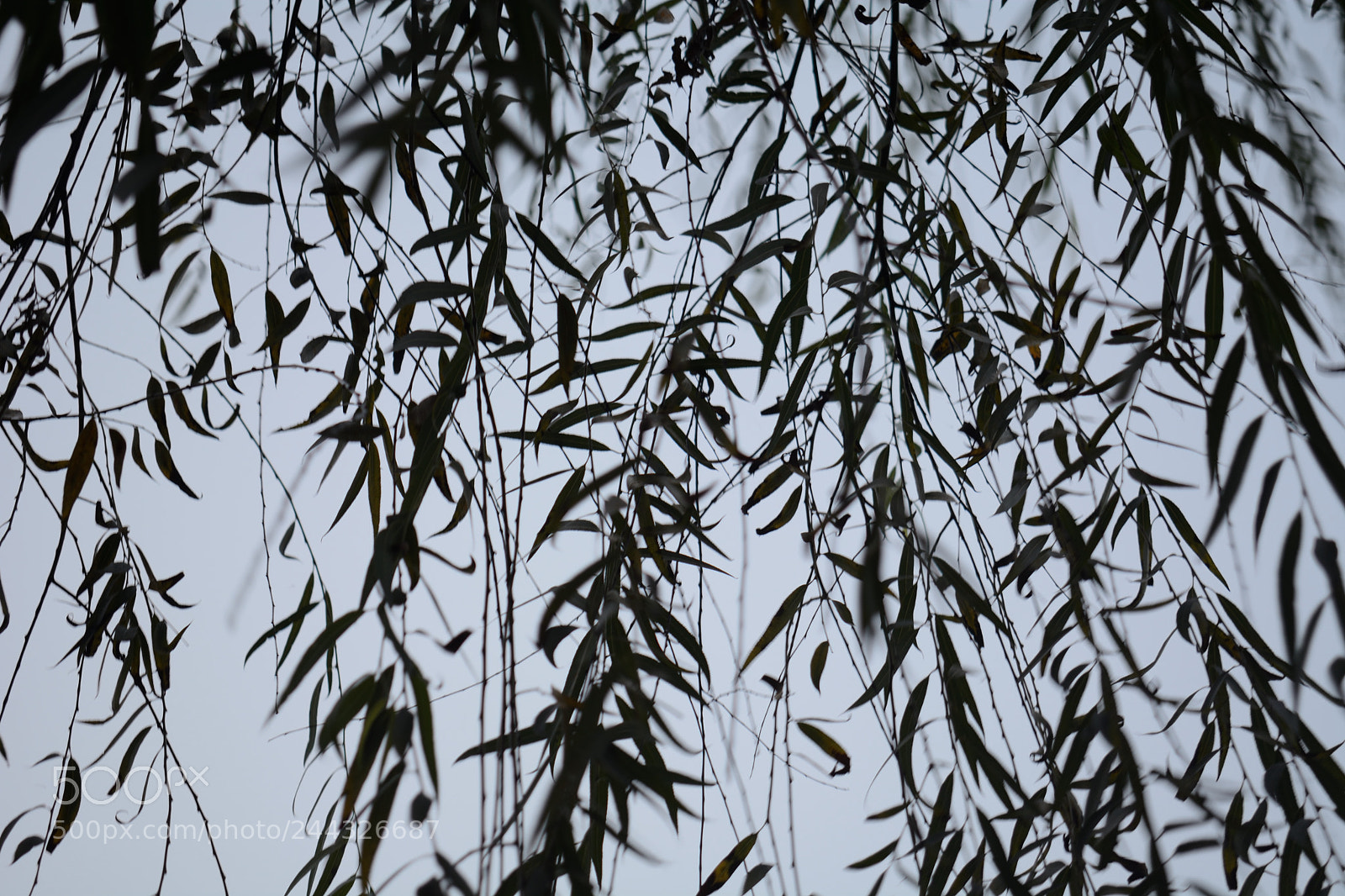 Nikon D7100 sample photo. Traditional chinese painting photography