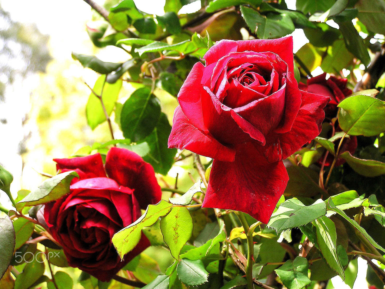 Olympus C740UZ sample photo. A rosy day photography