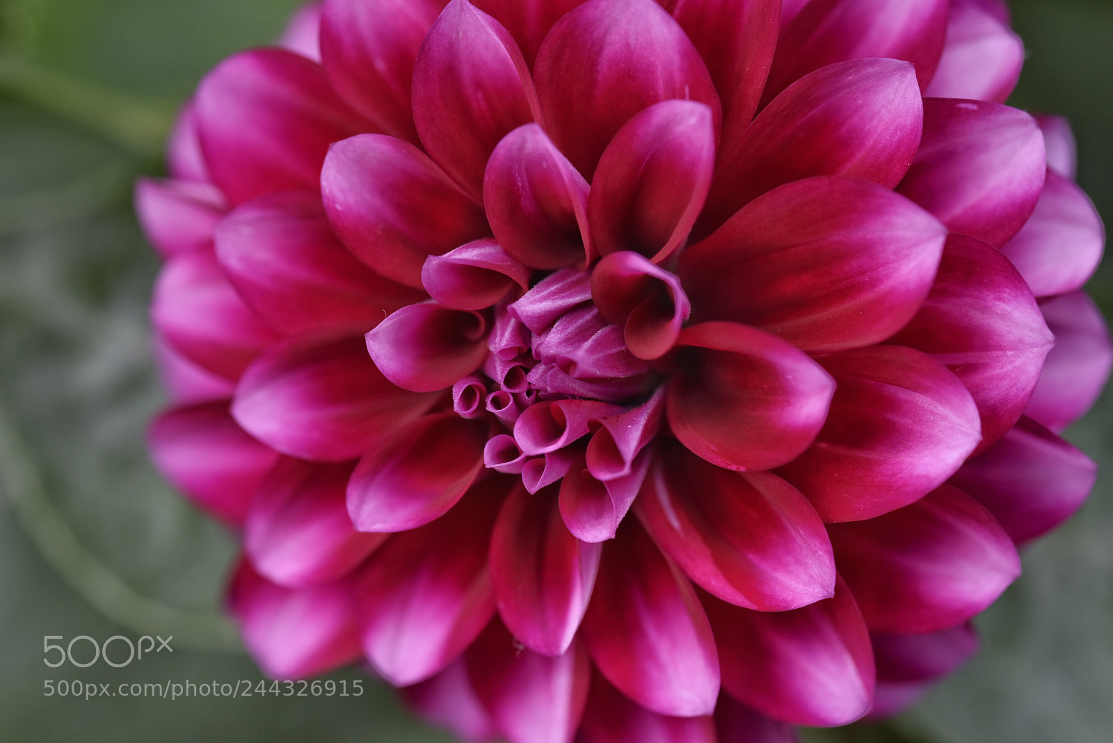 Nikon D810 sample photo. Dahlia photography