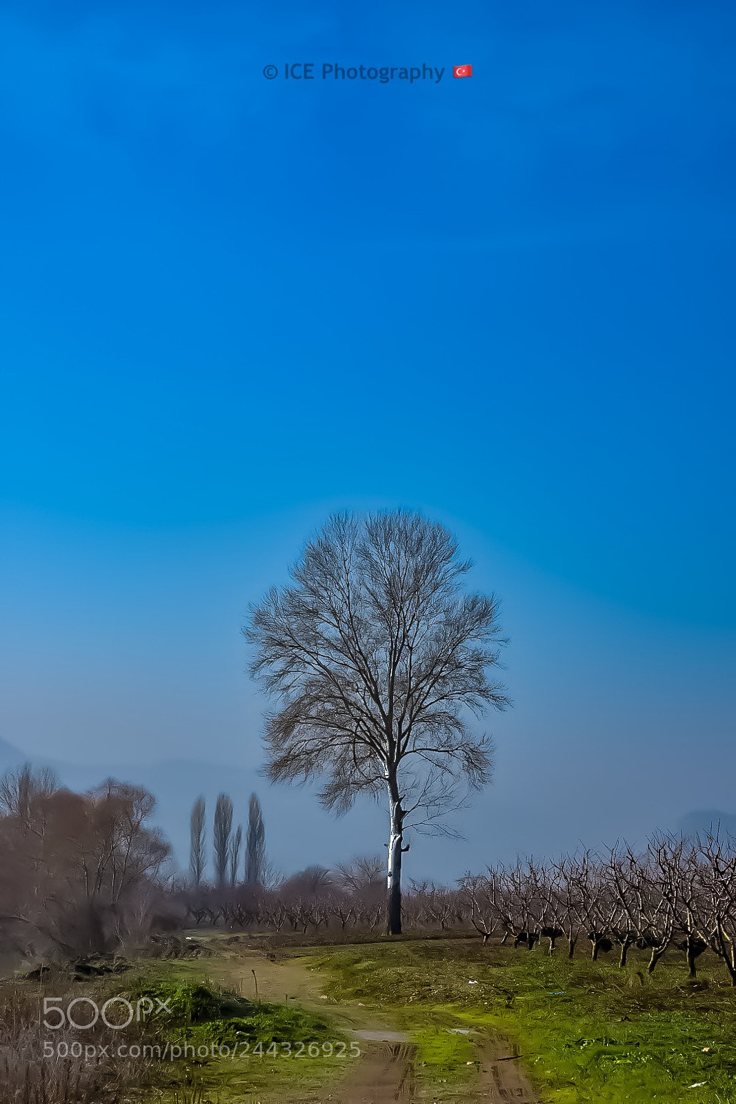 Nikon D7200 sample photo. Tree photography
