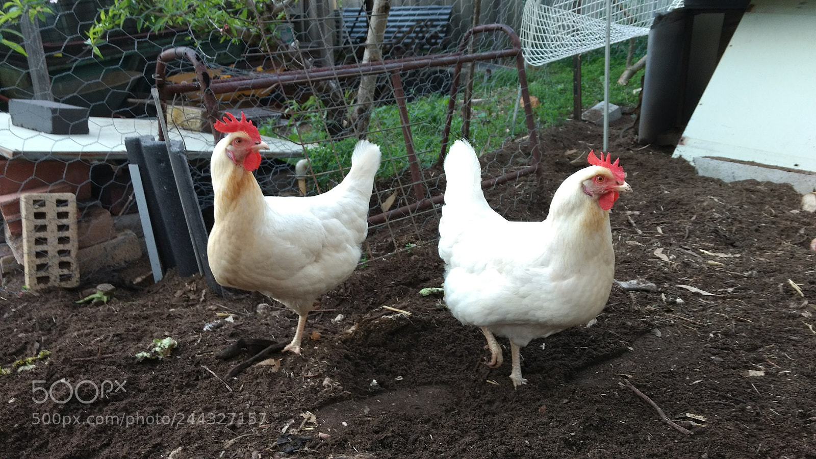 Motorola Moto G (4) sample photo. Chooks in backyard photography
