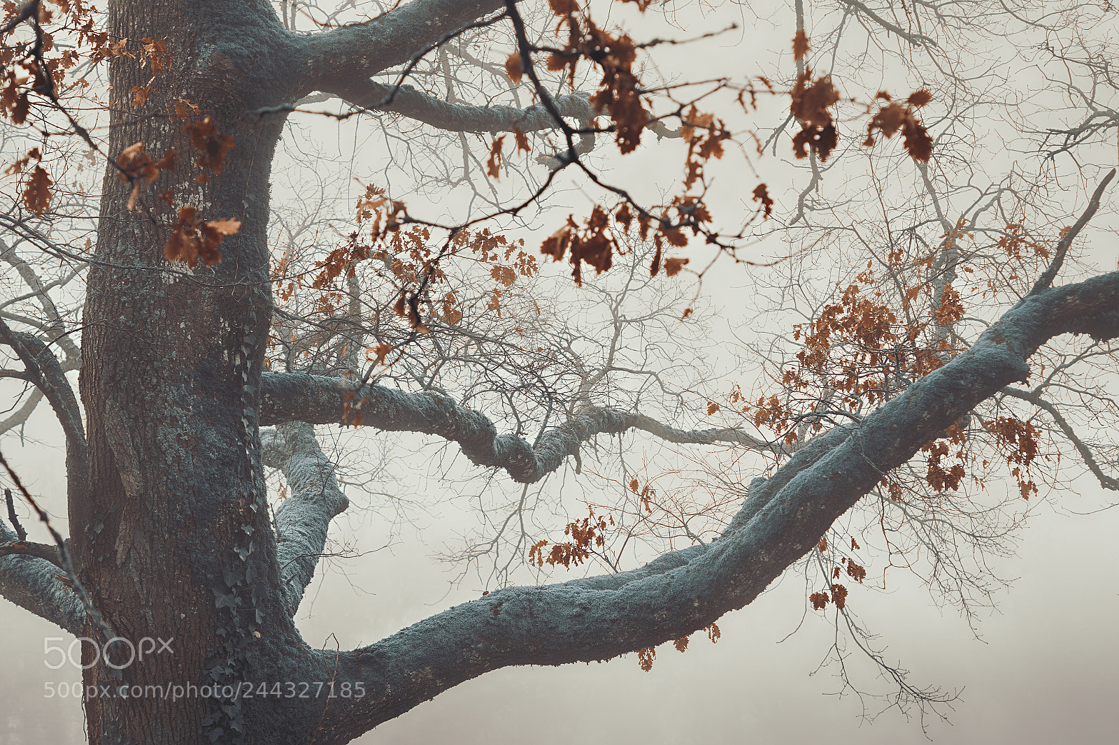 Sony ILCA-77M2 sample photo. Old branches photography