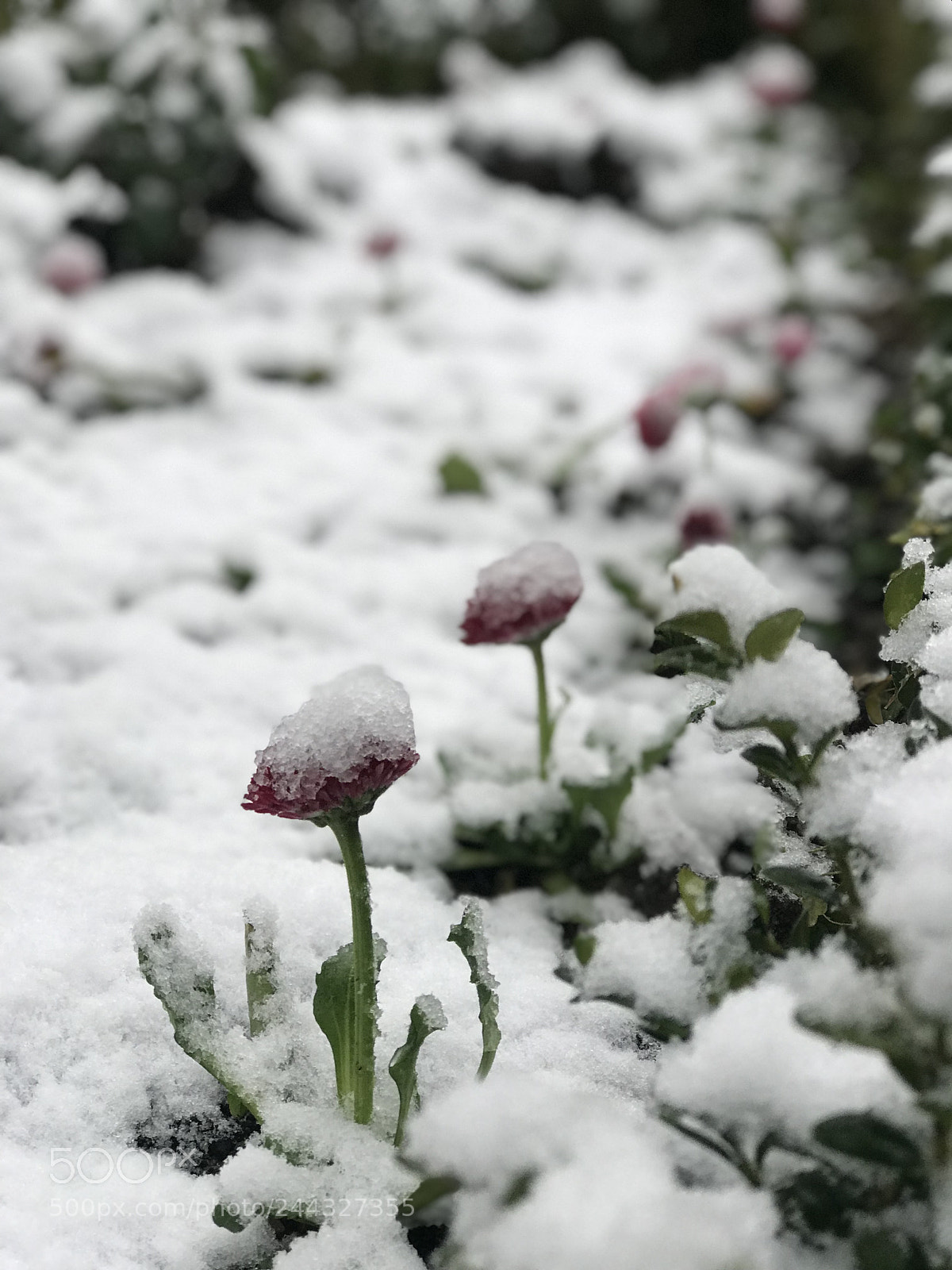 Apple iPhone 7 Plus sample photo. Untitled photography