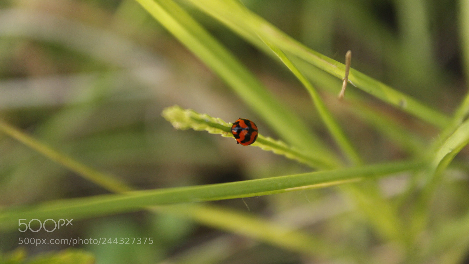 Canon EOS 1300D (EOS Rebel T6 / EOS Kiss X80) sample photo. Ladybug (life of nature) photography