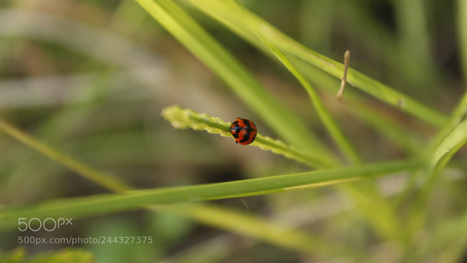 Canon EF-S 18-55mm F3.5-5.6 III sample photo. Ladybug (life of nature) photography