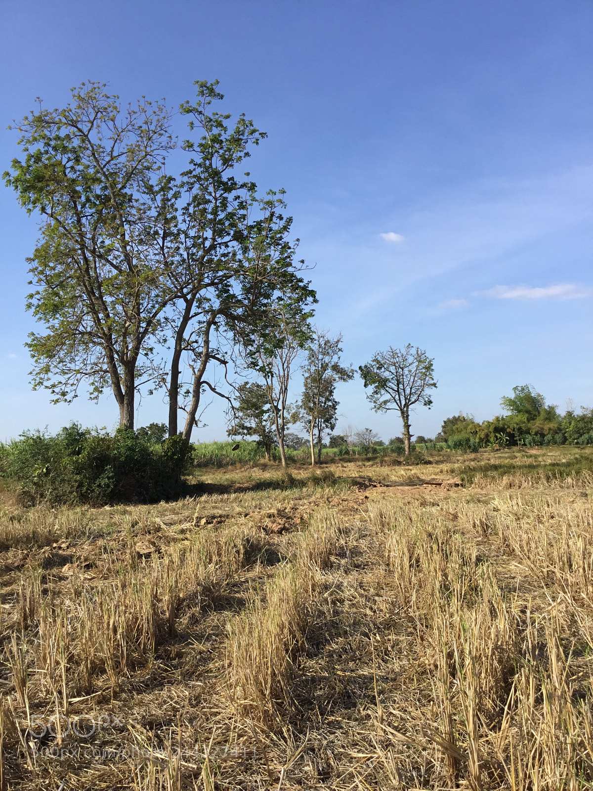 Apple iPad (5th generation) sample photo. Rice sugar cane farming photography